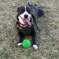 Sammich L Jackson (Sammy), a ADOPTABLE mixed breed in Little Rock, AR image 5/5