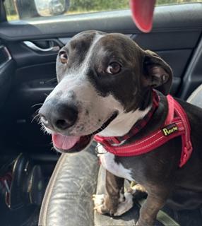 Sammich L Jackson (Sammy), a ADOPTABLE mixed breed in Little Rock, AR image 1/5