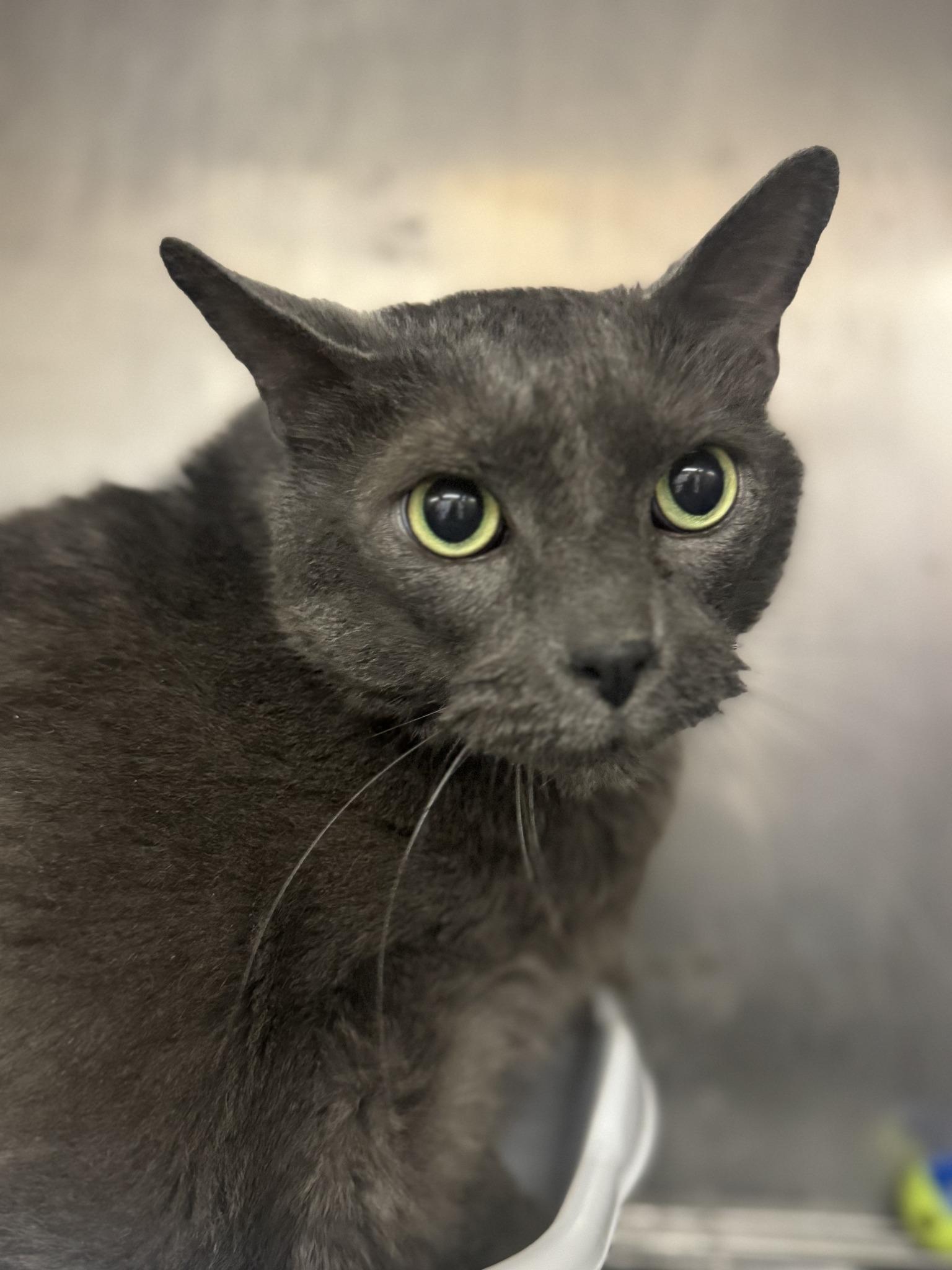 Enlarge Oscar, a Adoptable Domestic Short Hair in Chuckey, TN image 2/3