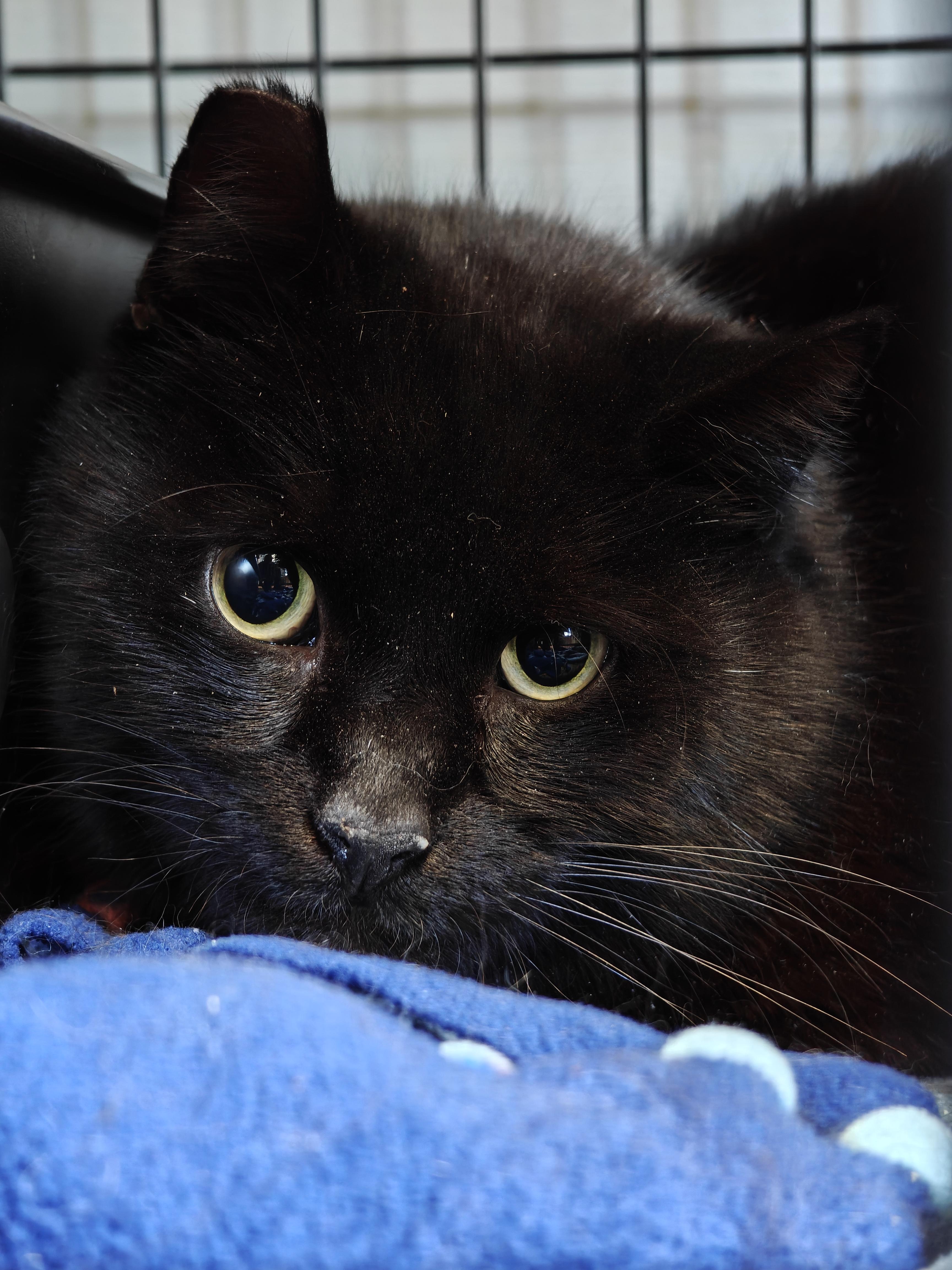 Enlarge Lovebug , a ADOPTABLE Domestic Medium Hair in New Britain, CT image 4/5