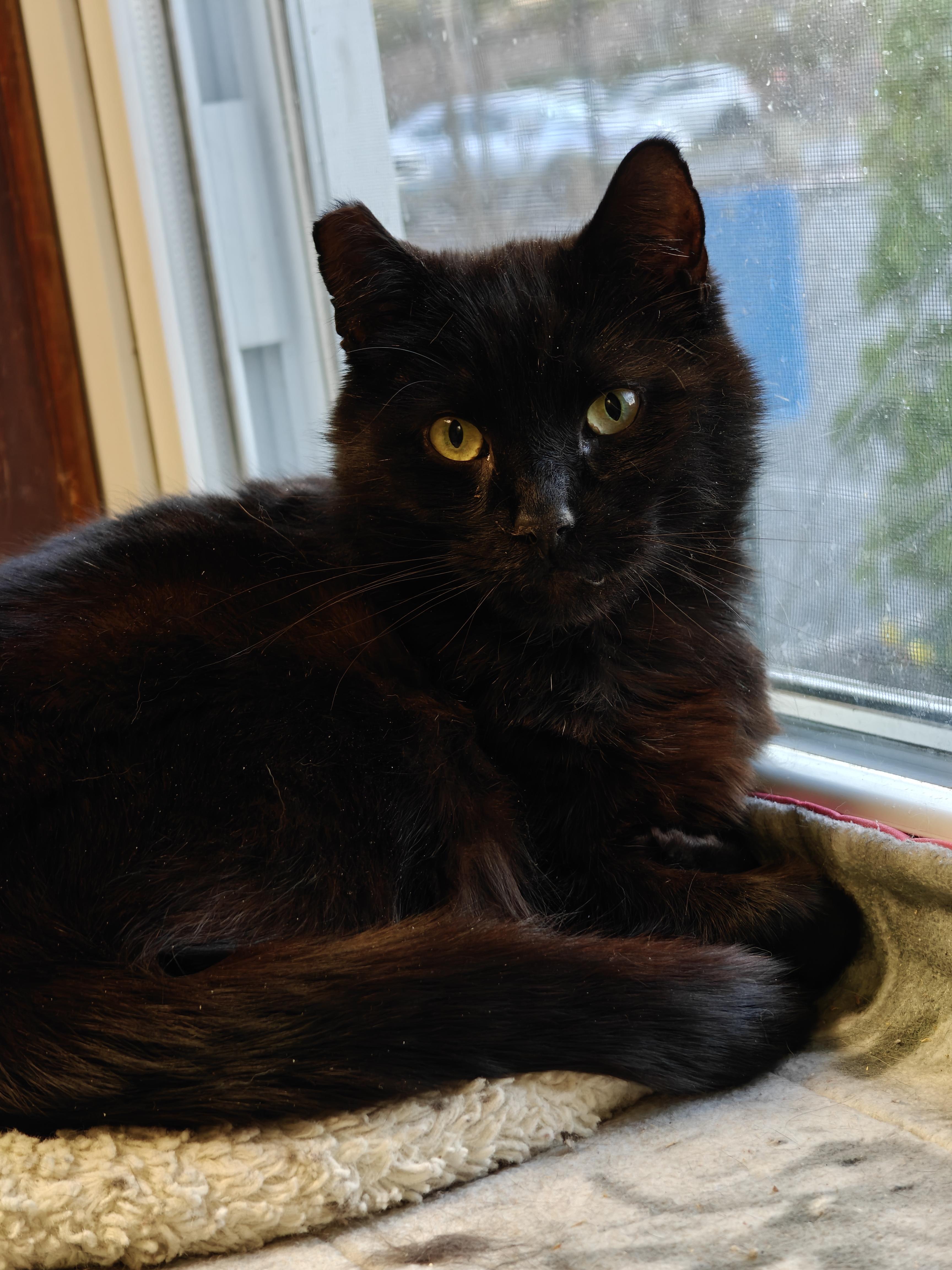 Enlarge Lovebug , a ADOPTABLE Domestic Medium Hair in New Britain, CT image 1/5
