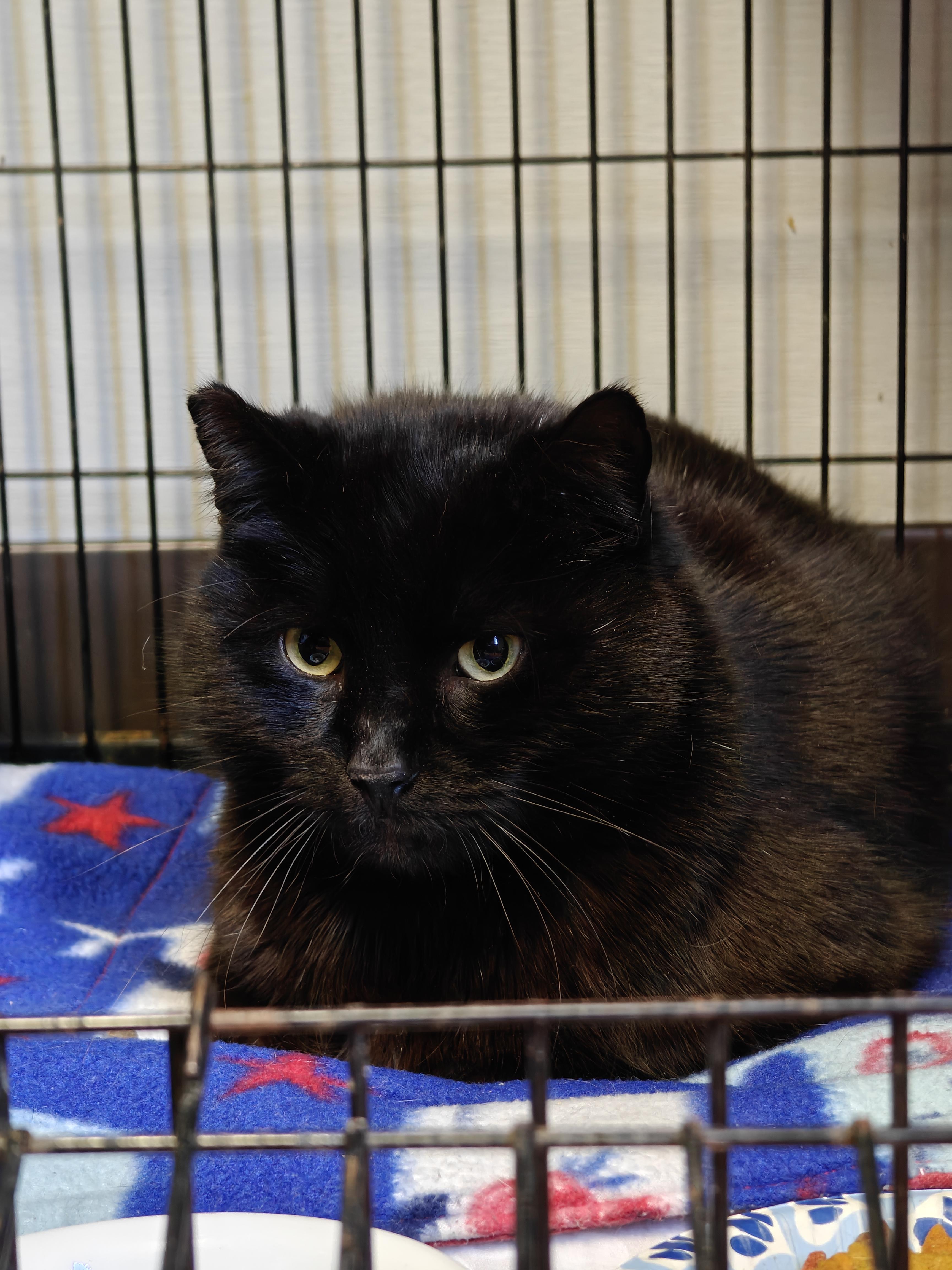 Enlarge Lovebug , a ADOPTABLE Domestic Medium Hair in New Britain, CT image 3/5