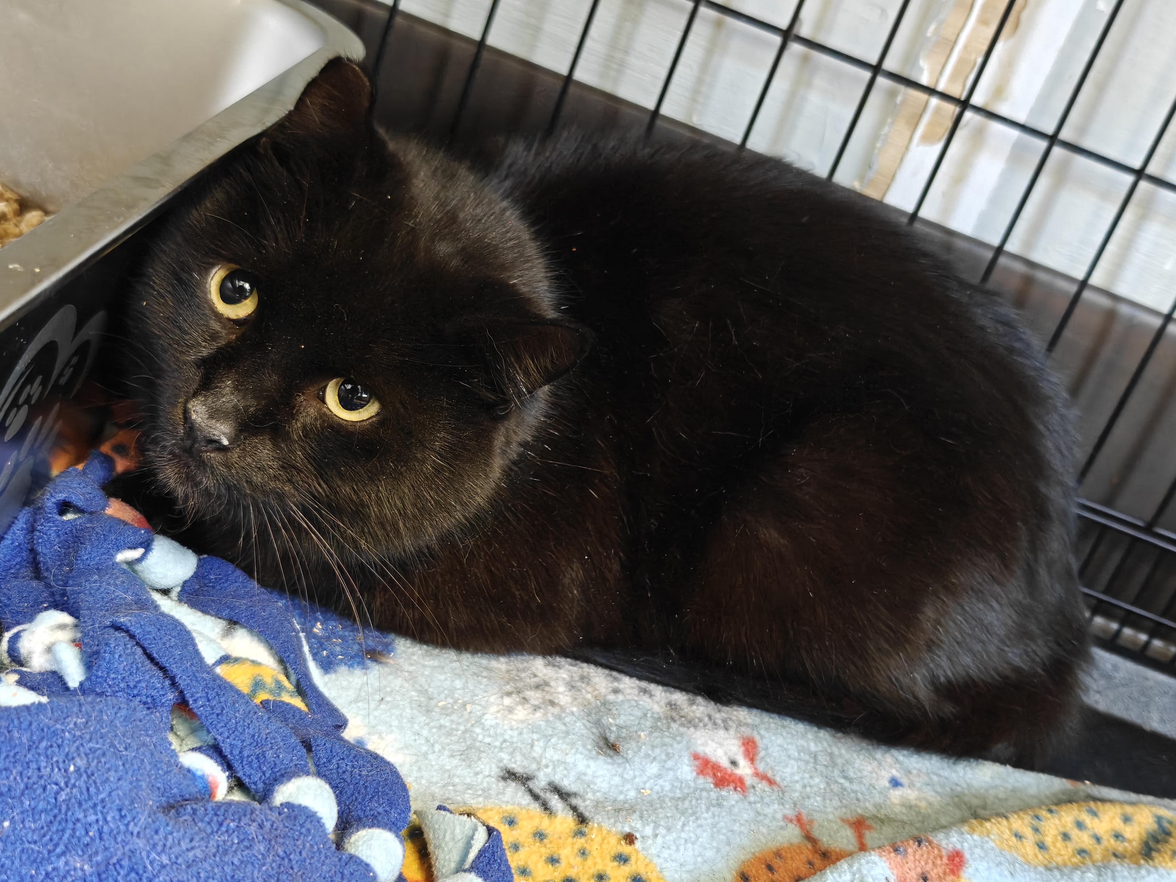 Enlarge Lovebug , a ADOPTABLE Domestic Medium Hair in New Britain, CT image 2/5