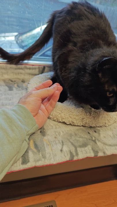 Enlarge Lovebug , a ADOPTABLE Domestic Medium Hair in New Britain, CT video 5/5