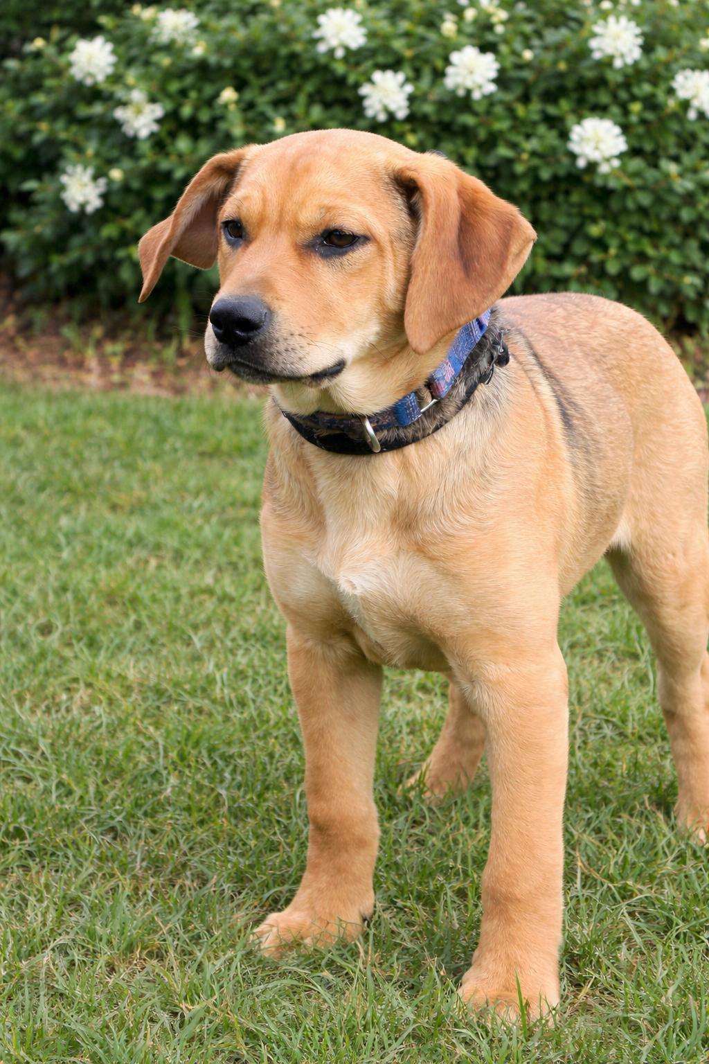 Enlarge CAIDE, a ADOPTABLE mixed breed in Jacksonville, FL image 2/4