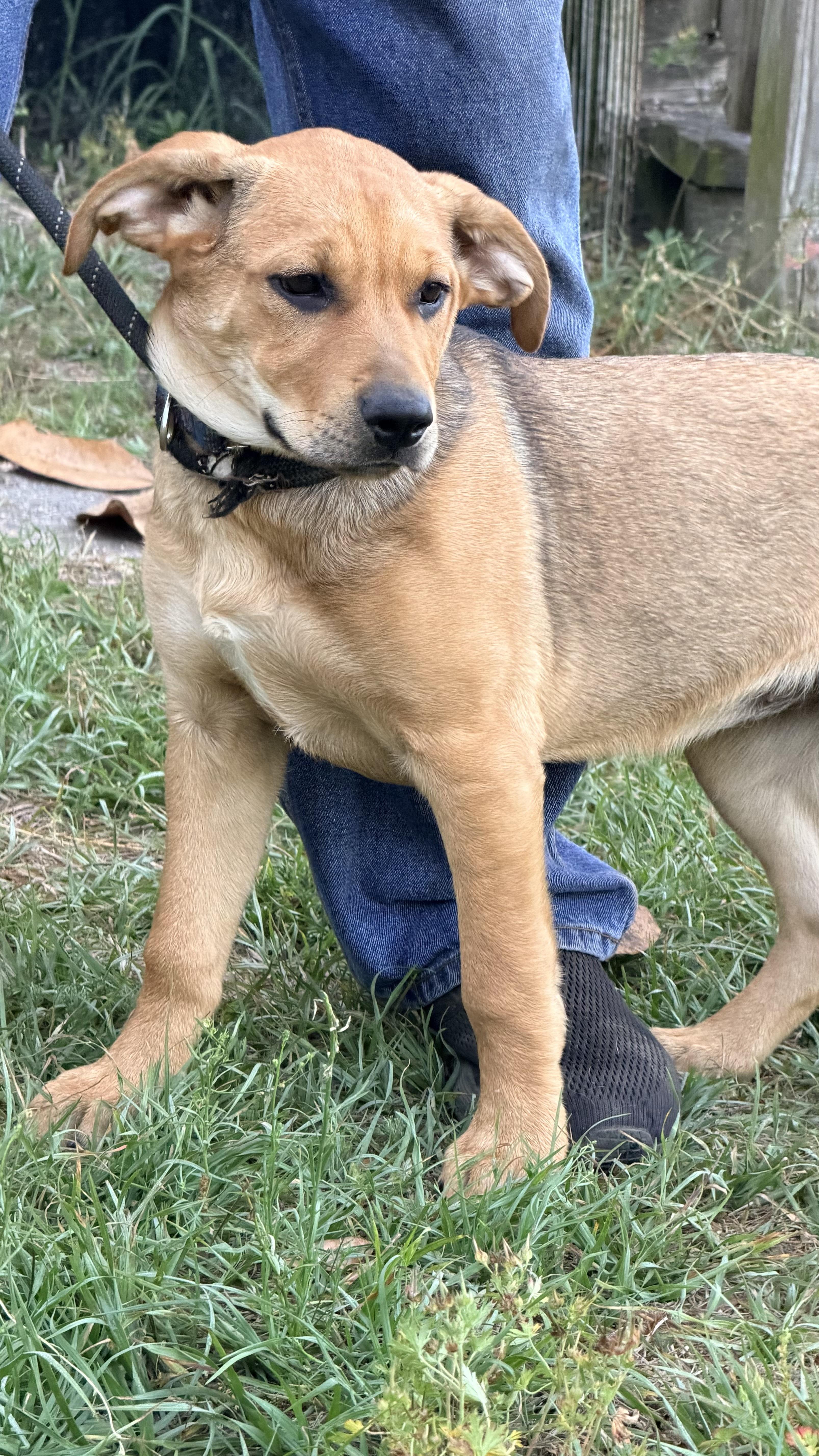Enlarge CAIDE, a ADOPTABLE mixed breed in Jacksonville, FL image 3/4