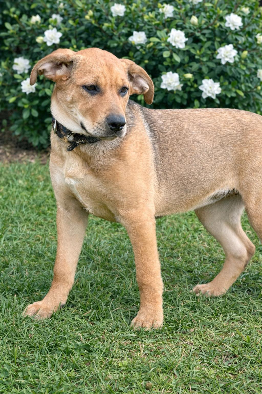 Enlarge CAIDE, a ADOPTABLE mixed breed in Jacksonville, FL image 4/4
