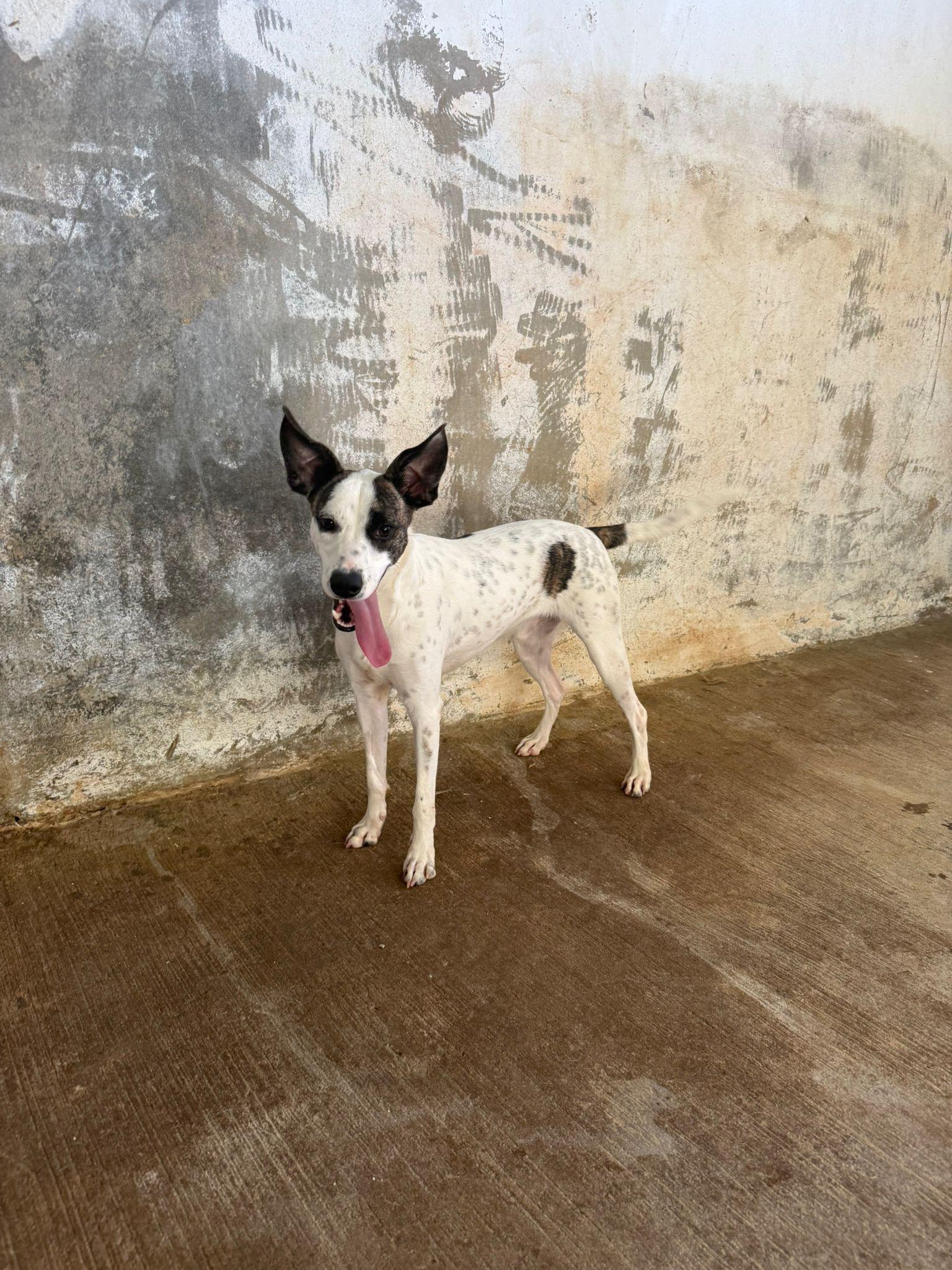 Enlarge Holland , a ADOPTABLE mixed breed in ISABELA, PR image 1/1