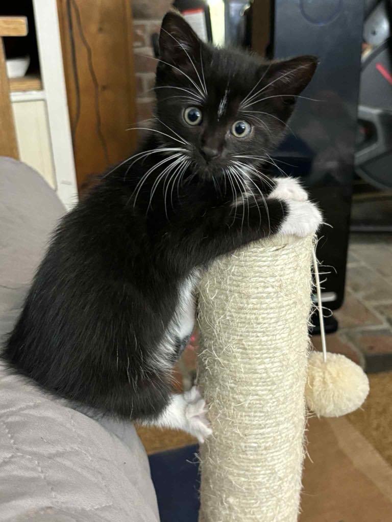 Eloise, Baby Female Domestic Short Hair