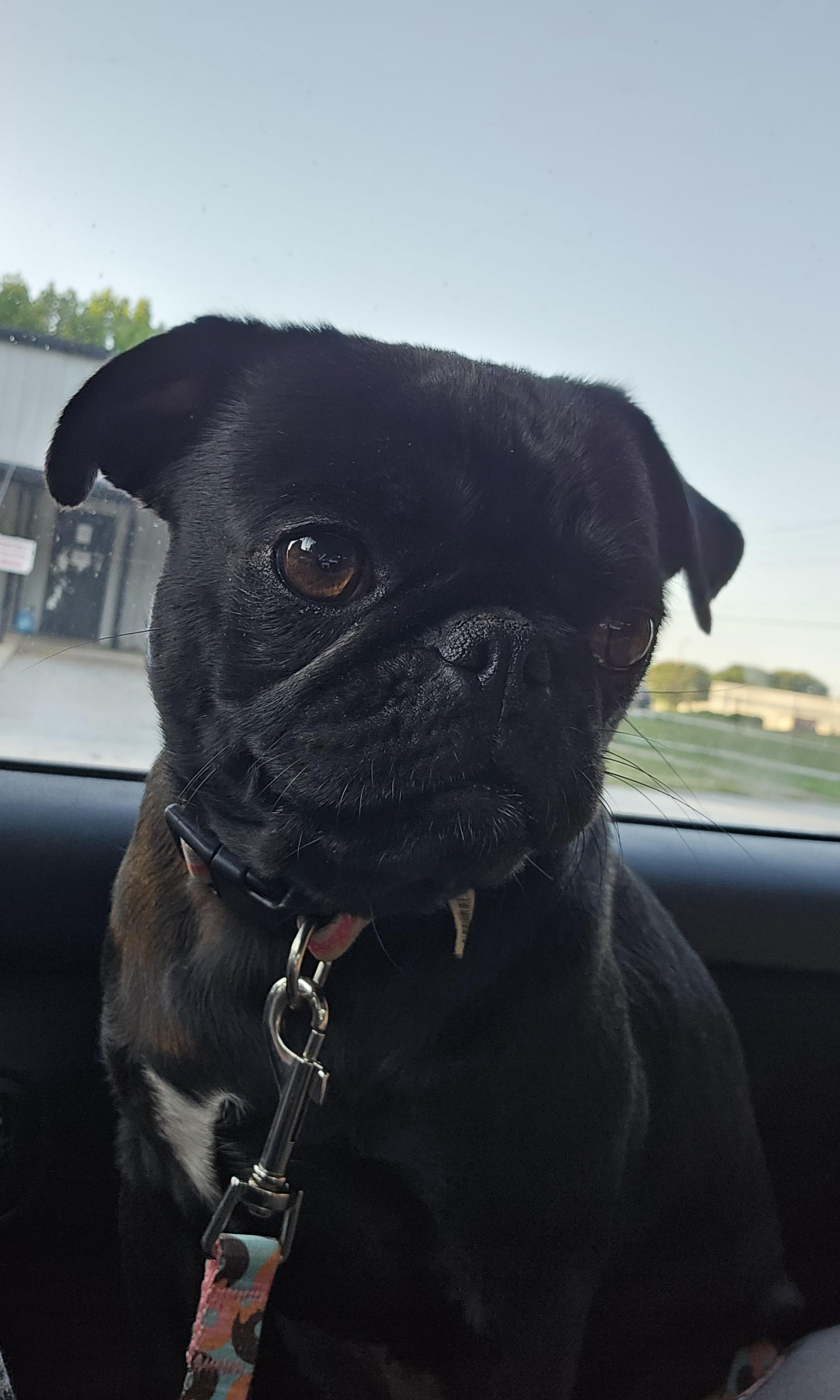 Mia, adopted, Young Female Pug.