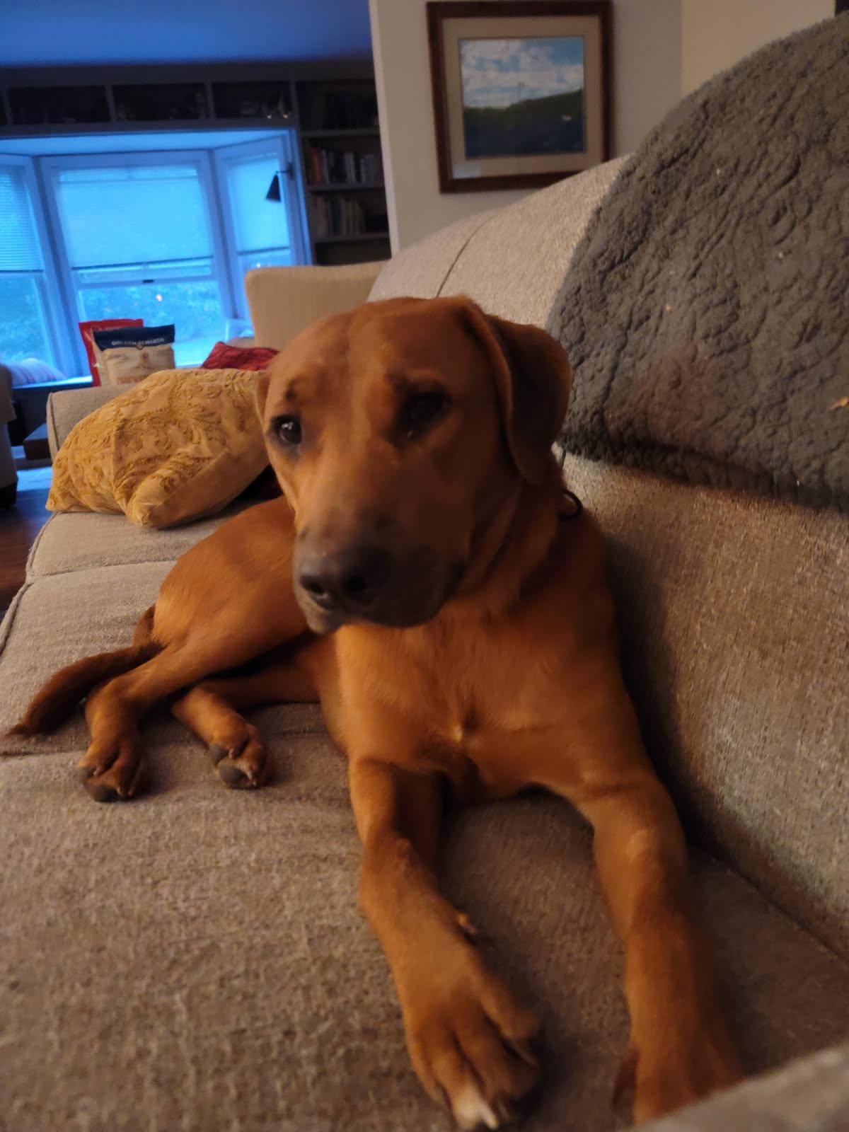 Amber, Adoptable, Adult Female Labrador Retriever & Labradoodle.
