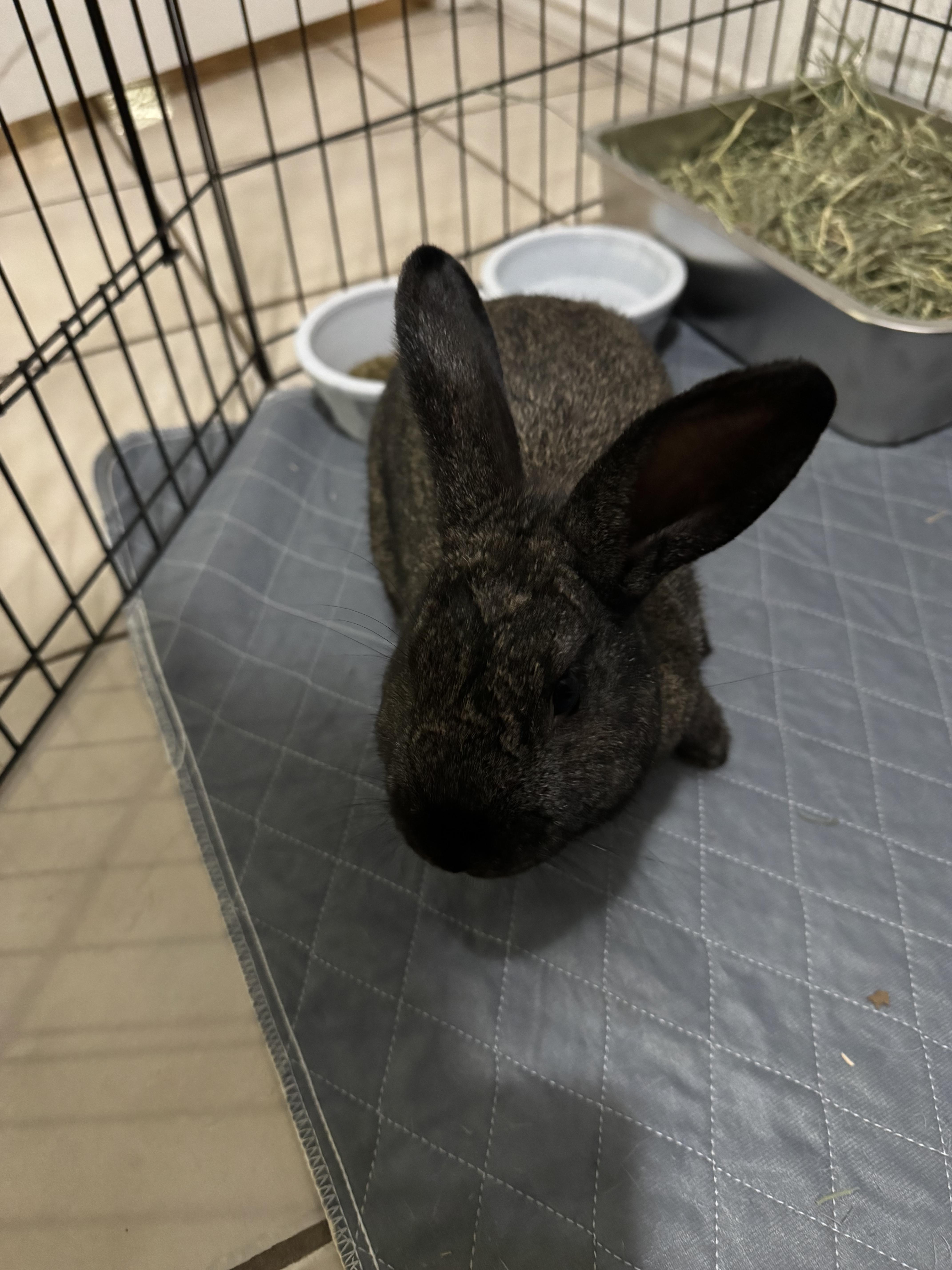 Enlarge Sir Hops a Lot, a ADOPTABLE American in San Antonio, TX image 5/6
