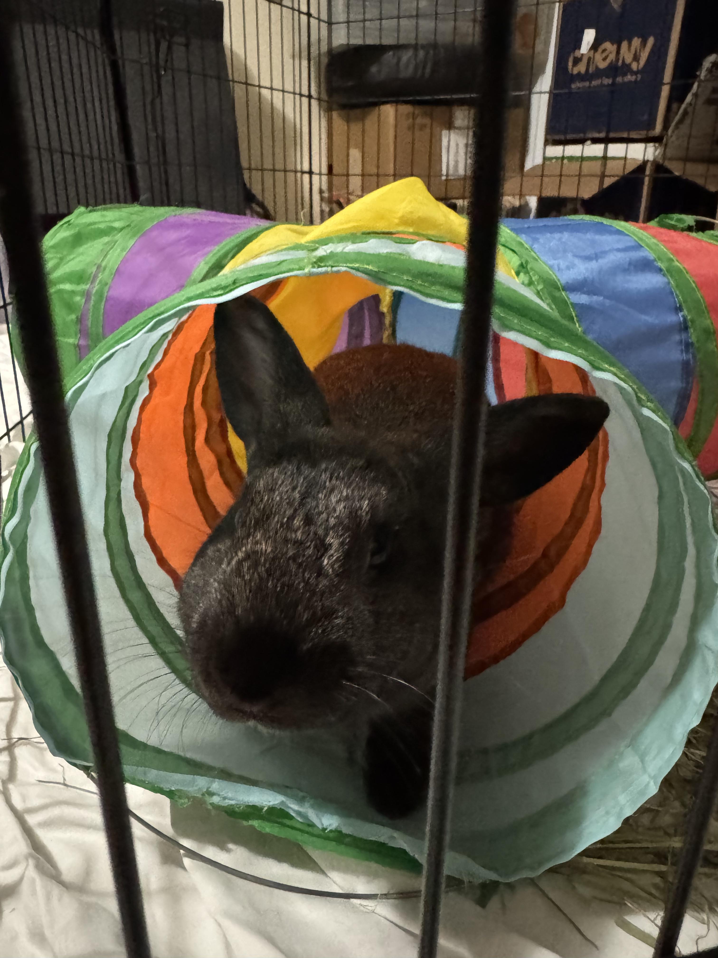 Enlarge Sir Hops a Lot, a ADOPTABLE American in San Antonio, TX image 3/6
