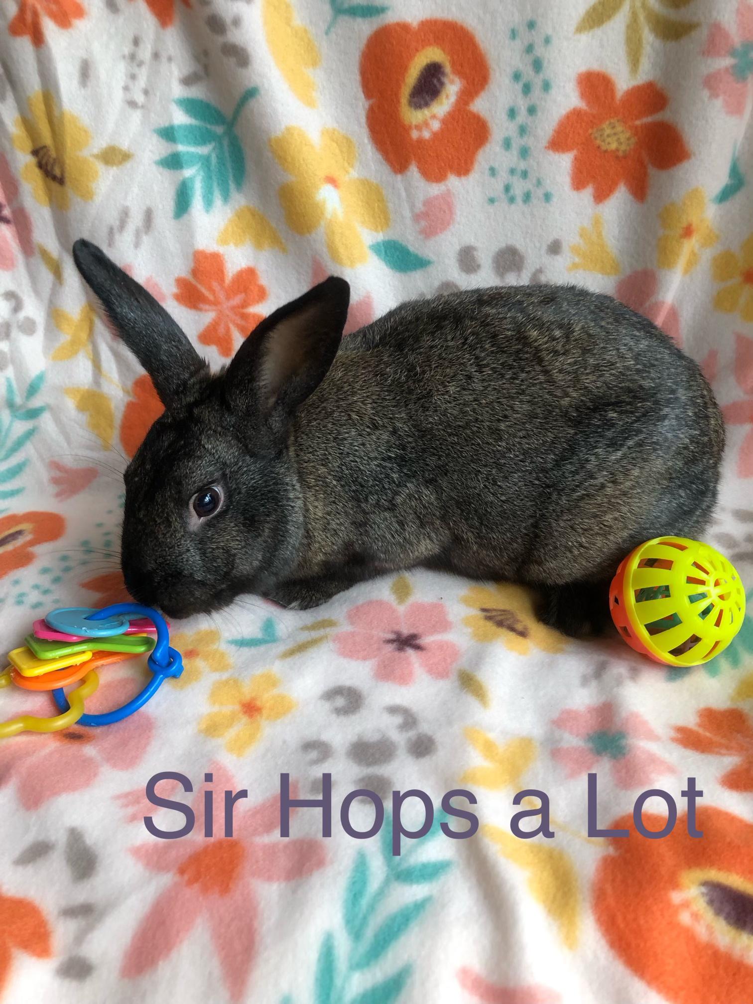 Enlarge Sir Hops a Lot, a ADOPTABLE American in San Antonio, TX image 1/6