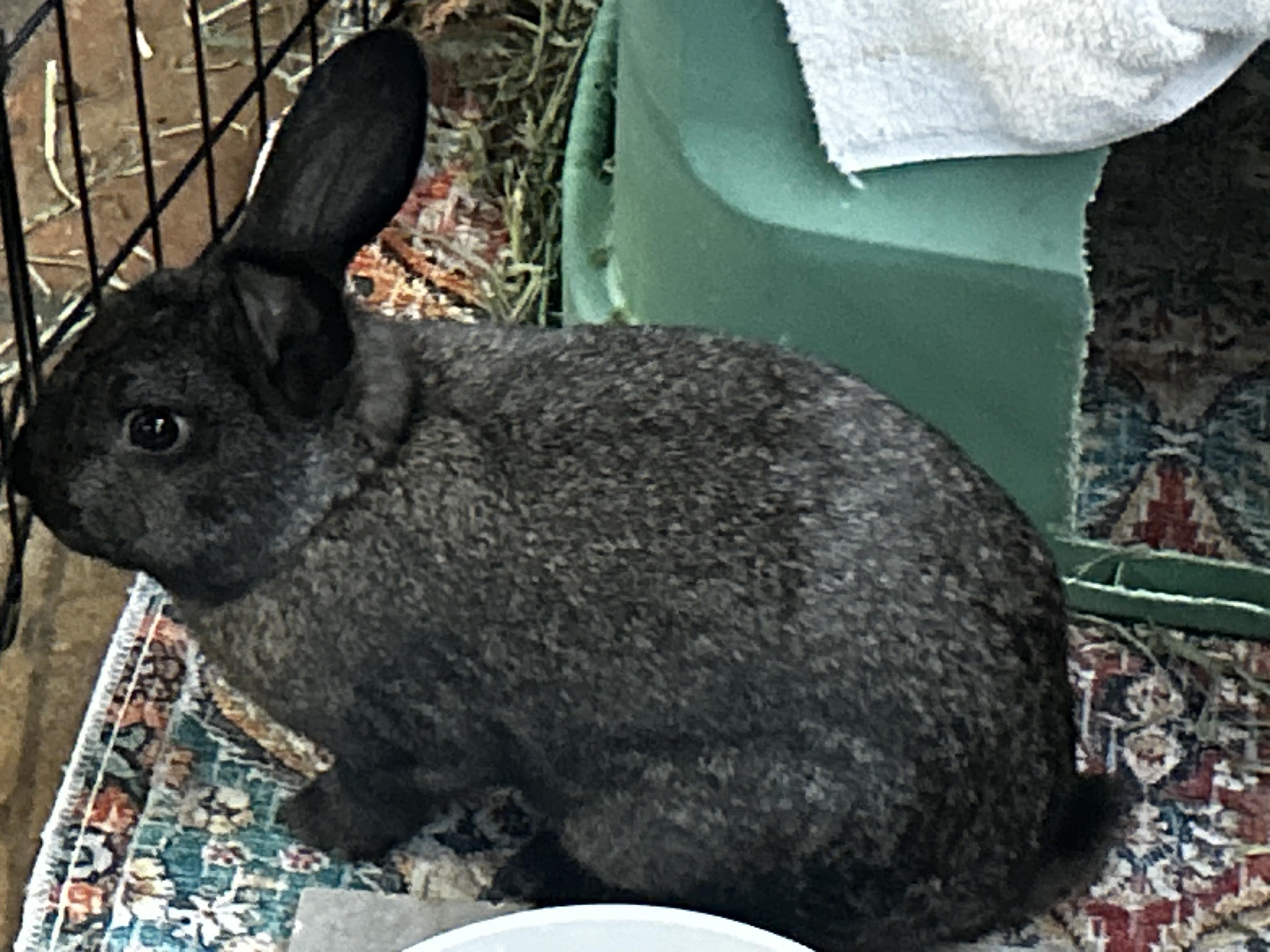 Enlarge Sir Hops a Lot, a ADOPTABLE American in San Antonio, TX image 6/6