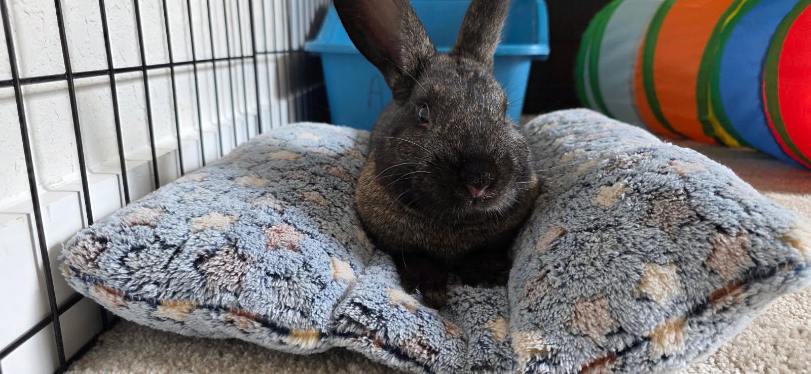 Enlarge Sir Hops a Lot, a ADOPTABLE American in San Antonio, TX image 2/6