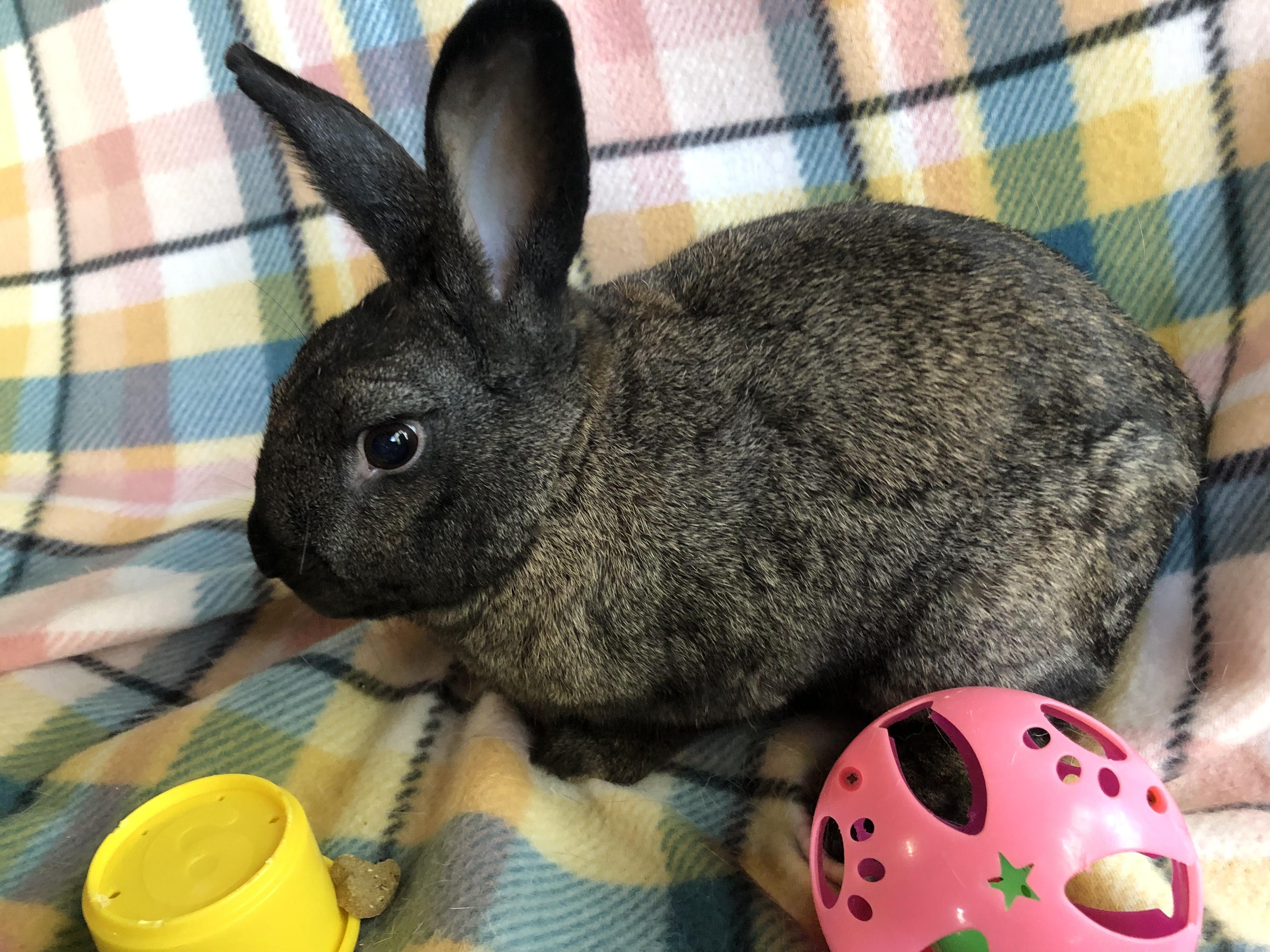 Enlarge Sir Hops a Lot, a ADOPTABLE American in San Antonio, TX image 2/6