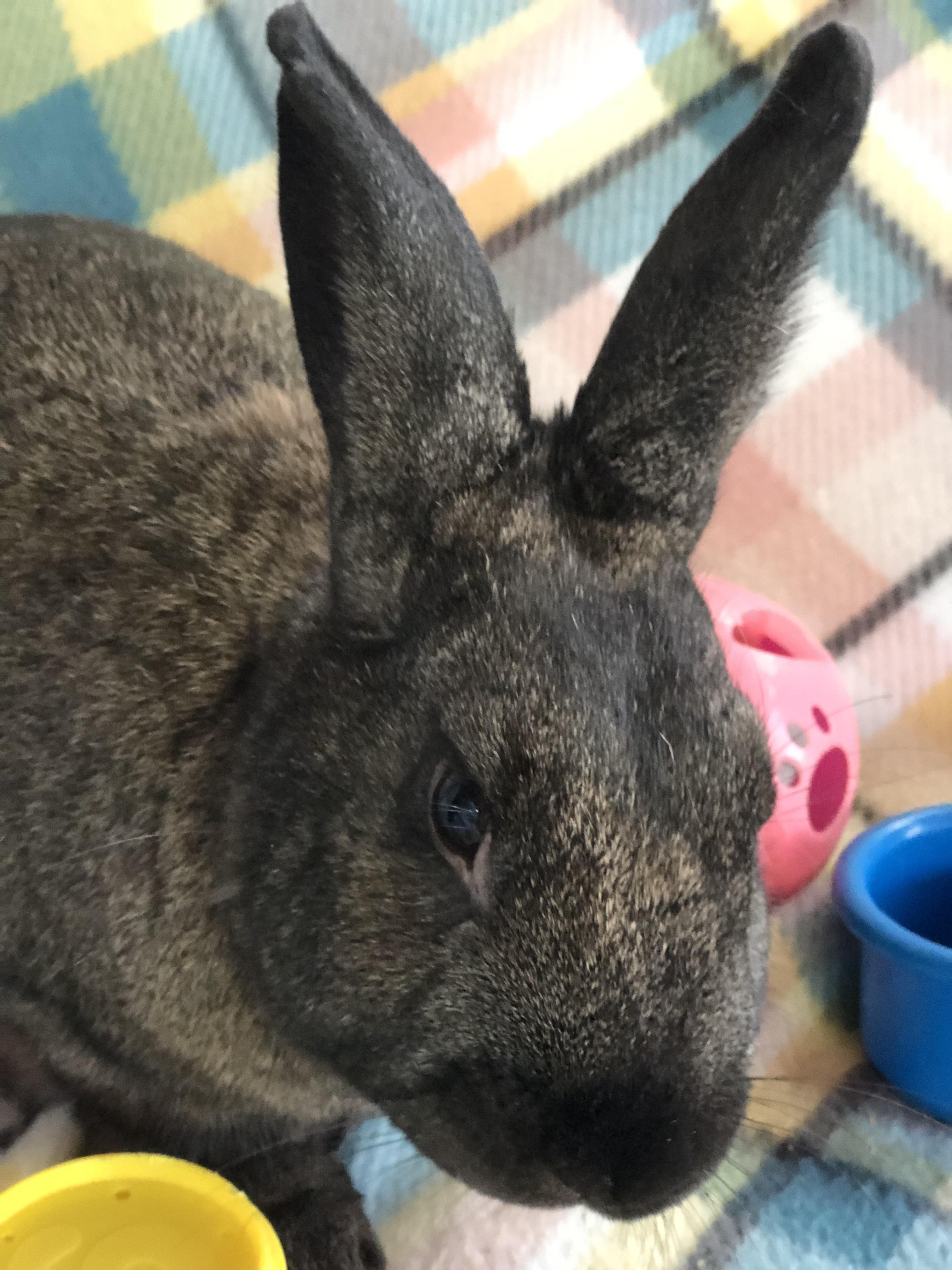 Enlarge Sir Hops a Lot, a ADOPTABLE American in San Antonio, TX image 4/6