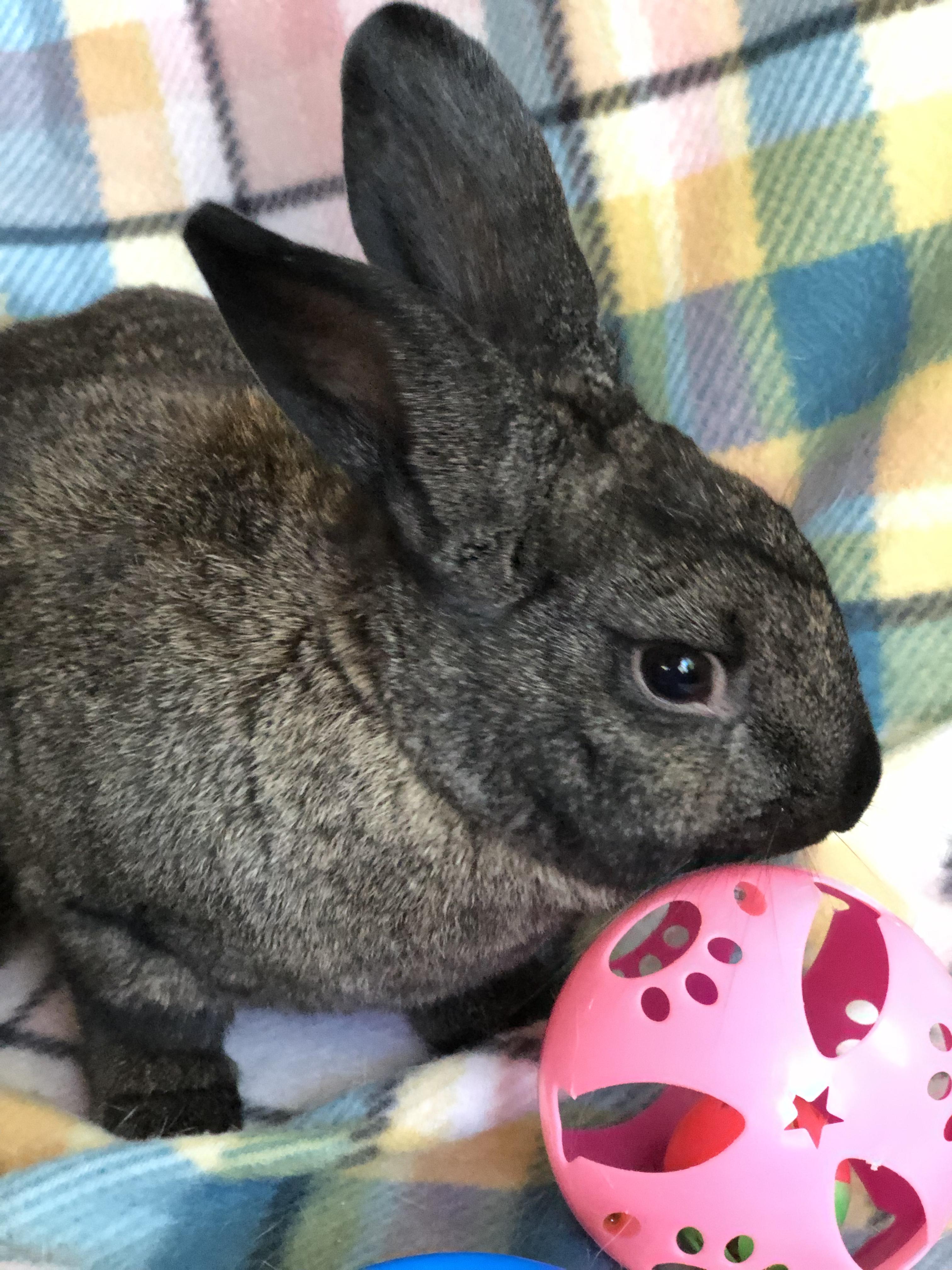 Sir Hops a Lot, ADOPTABLE, Adult Male American.