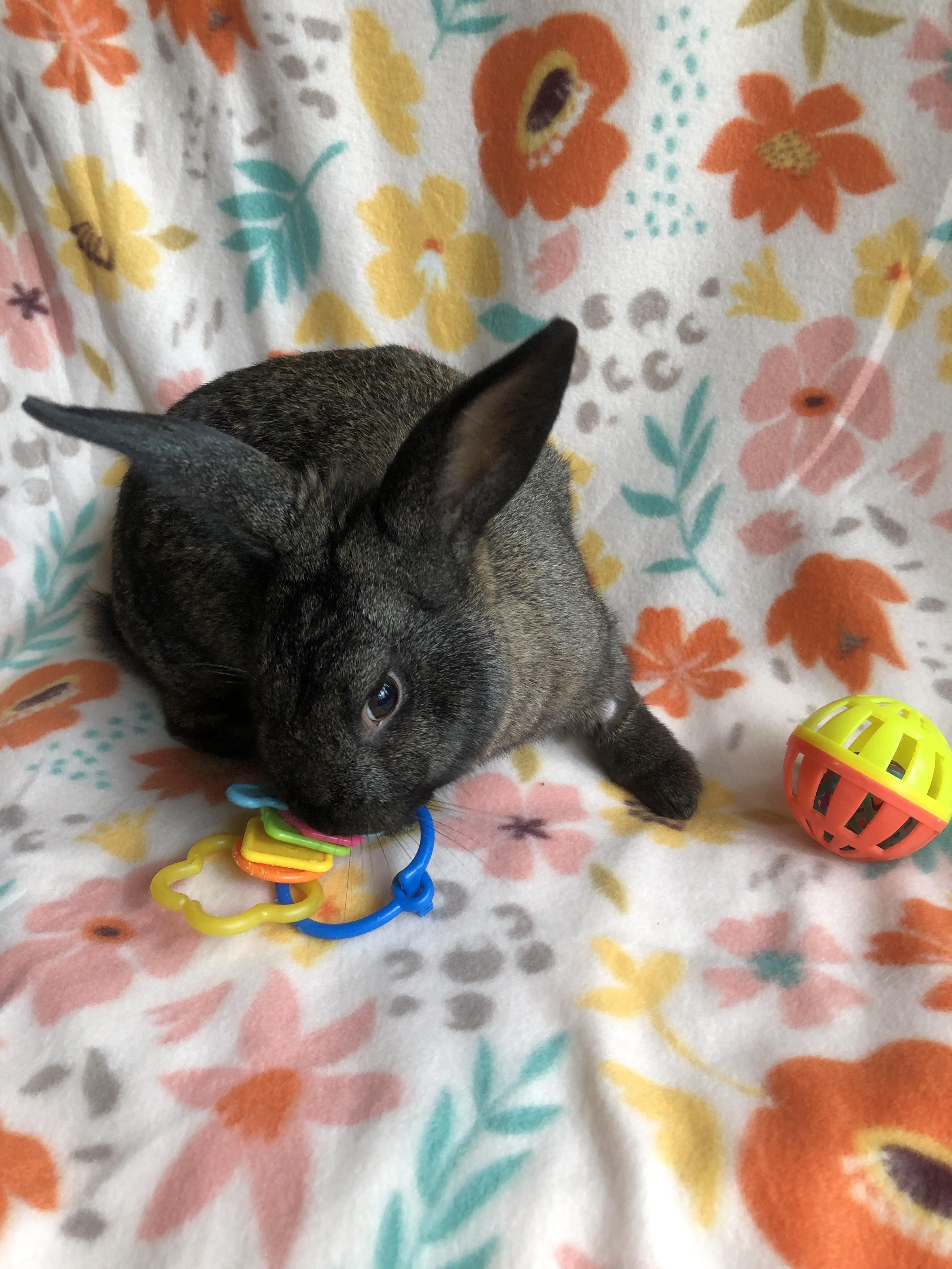 Enlarge Sir Hops a Lot, a ADOPTABLE American in San Antonio, TX image 4/6