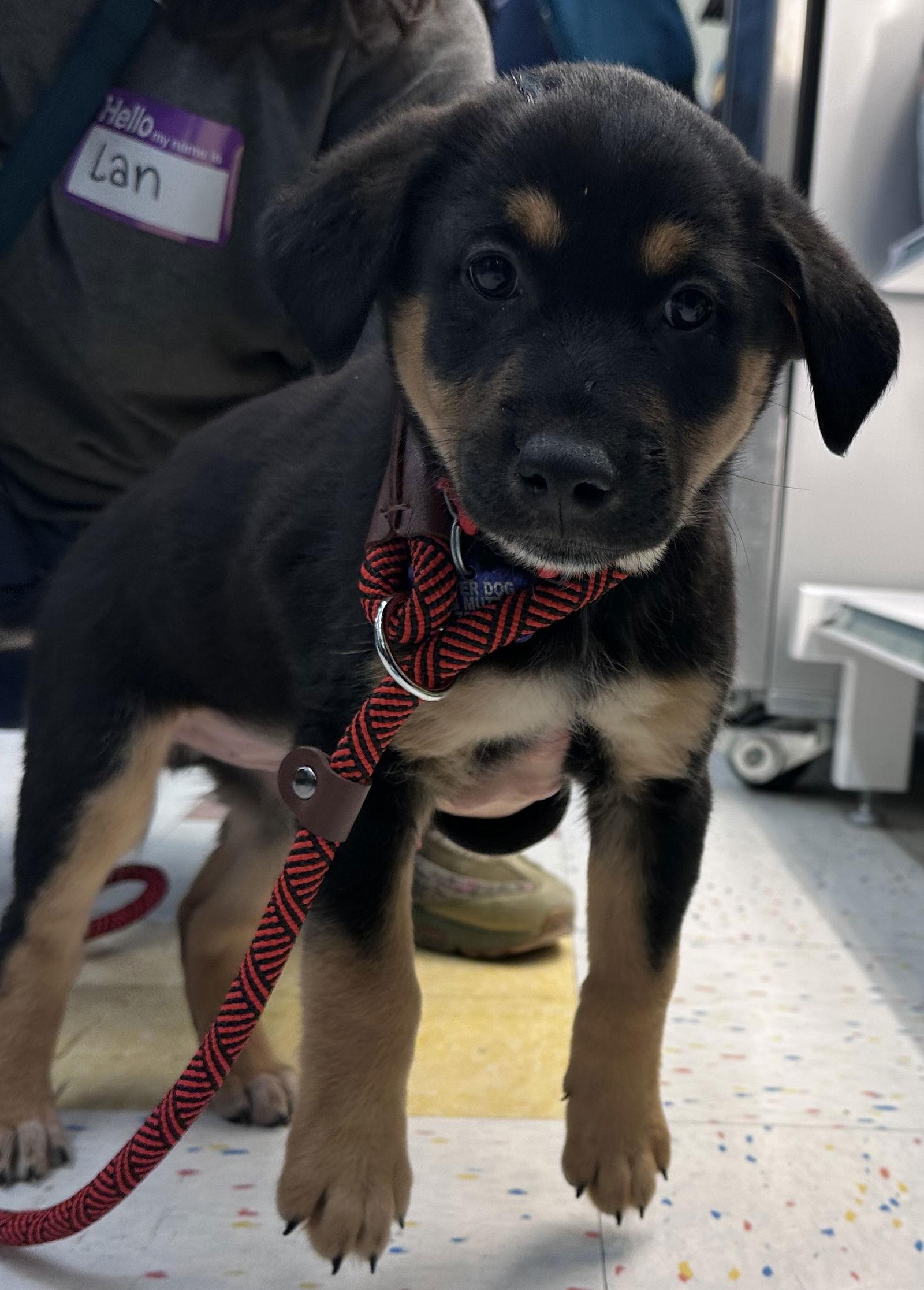 Enlarge Nix, a Adoptable mixed breed in Hillside, IL image 2/3