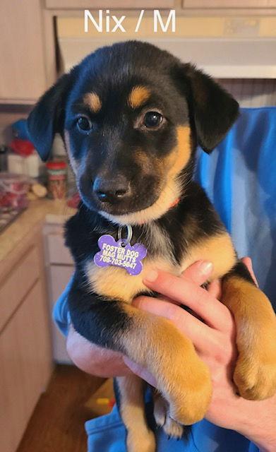 Enlarge Nix, a Adoptable mixed breed in Hillside, IL image 3/3