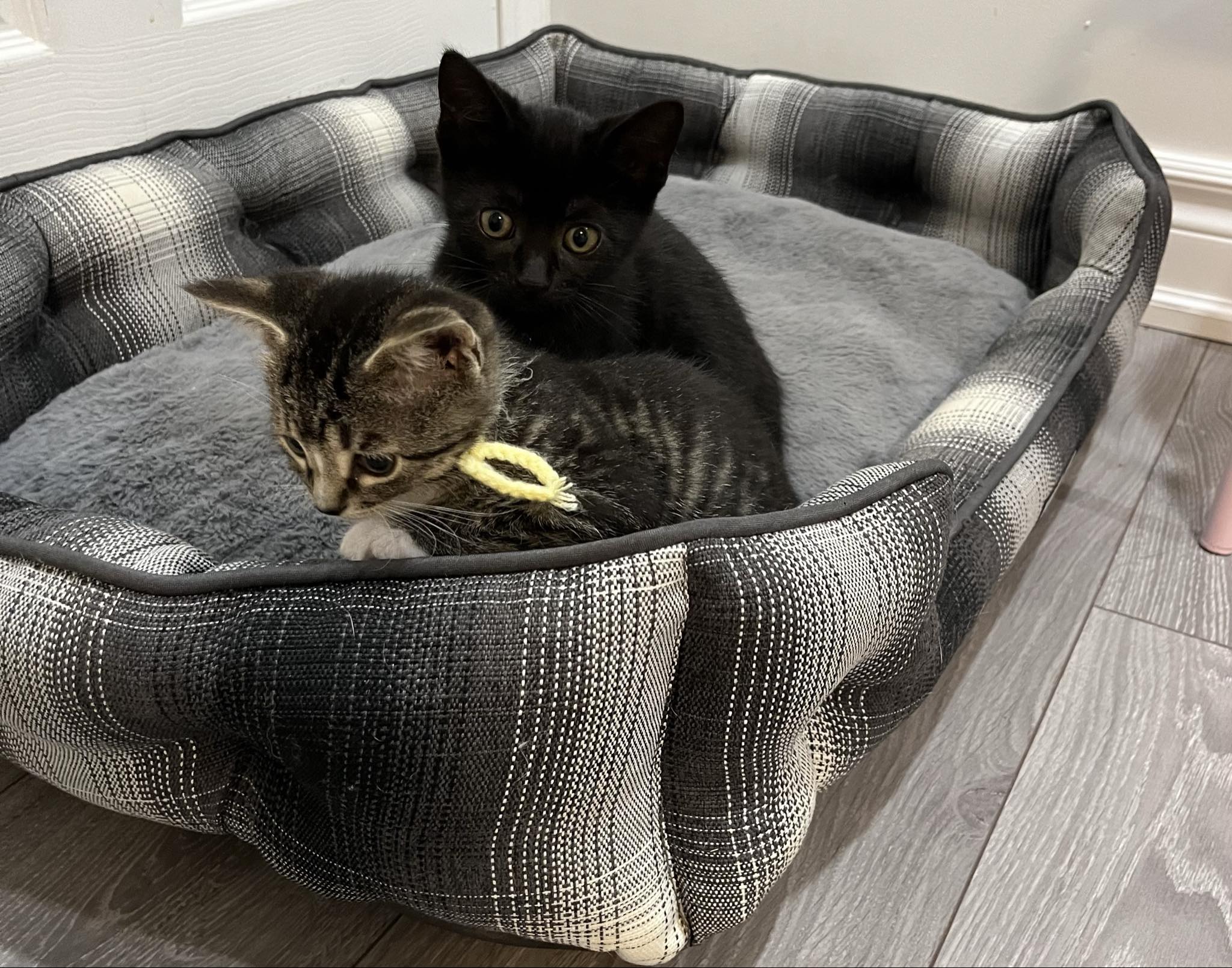 Kitty, a Adopted Domestic Short Hair in Markham, ON image 1/3