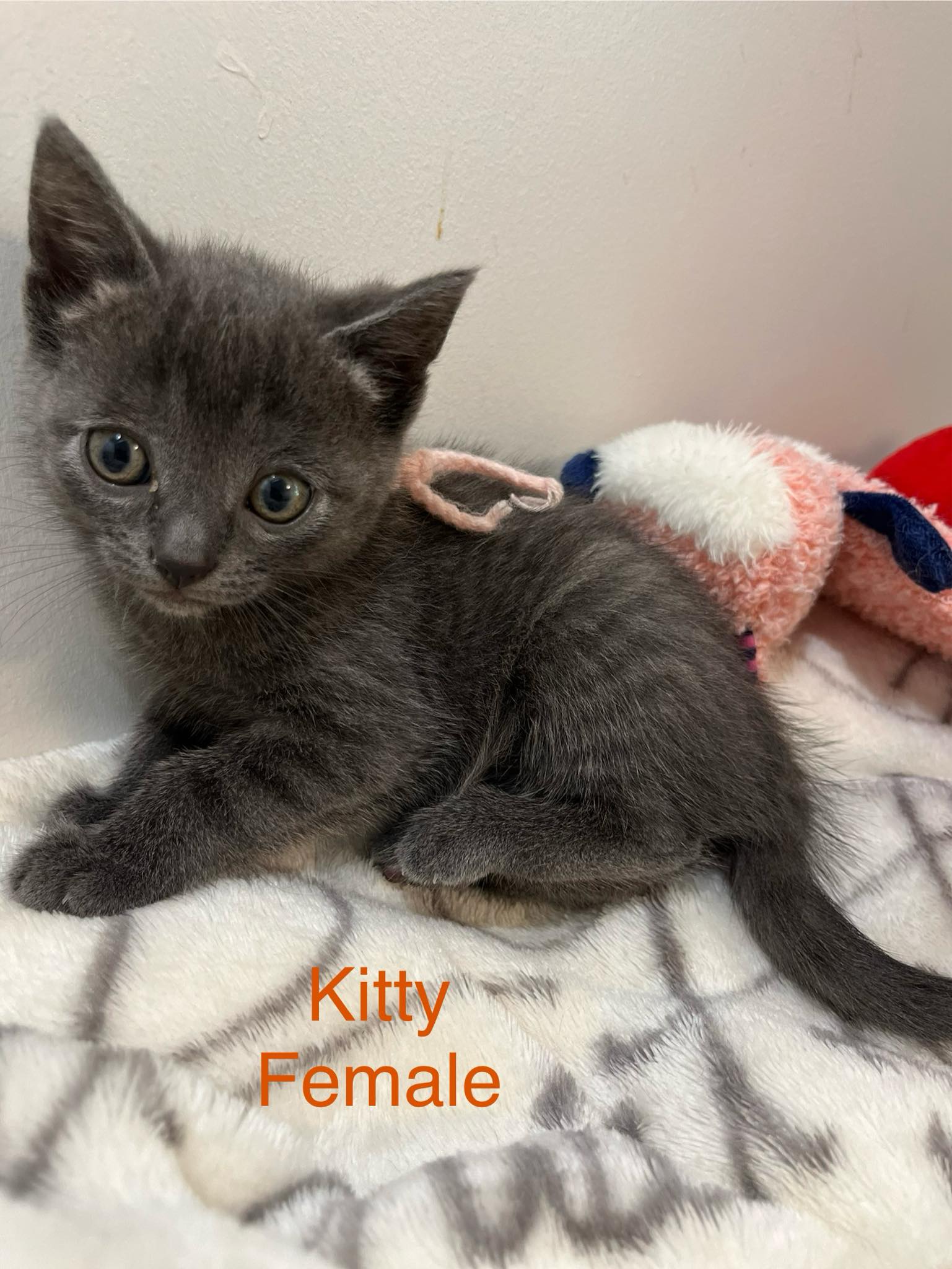 Kitty, a Adopted Domestic Short Hair in Markham, ON image 2/3