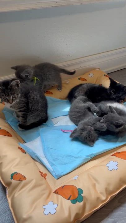 Enlarge Kitty, a Adopted Domestic Short Hair in Markham, ON video 3/3