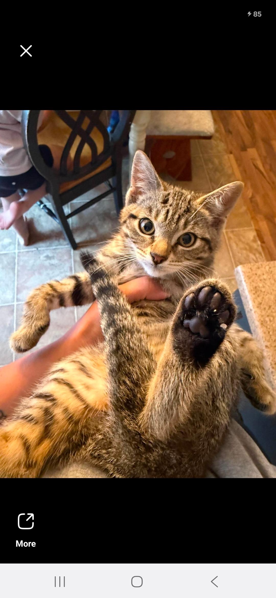 Enlarge Lilo & Stitch, an adopted Domestic Short Hair in Bristol, QC image 2/3