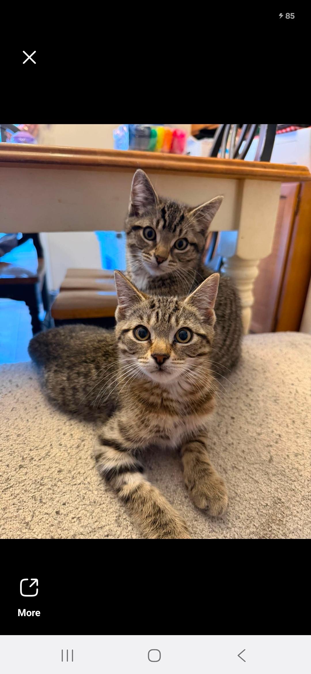 Lilo & Stitch, adopted, Kitten Male Domestic Short Hair.