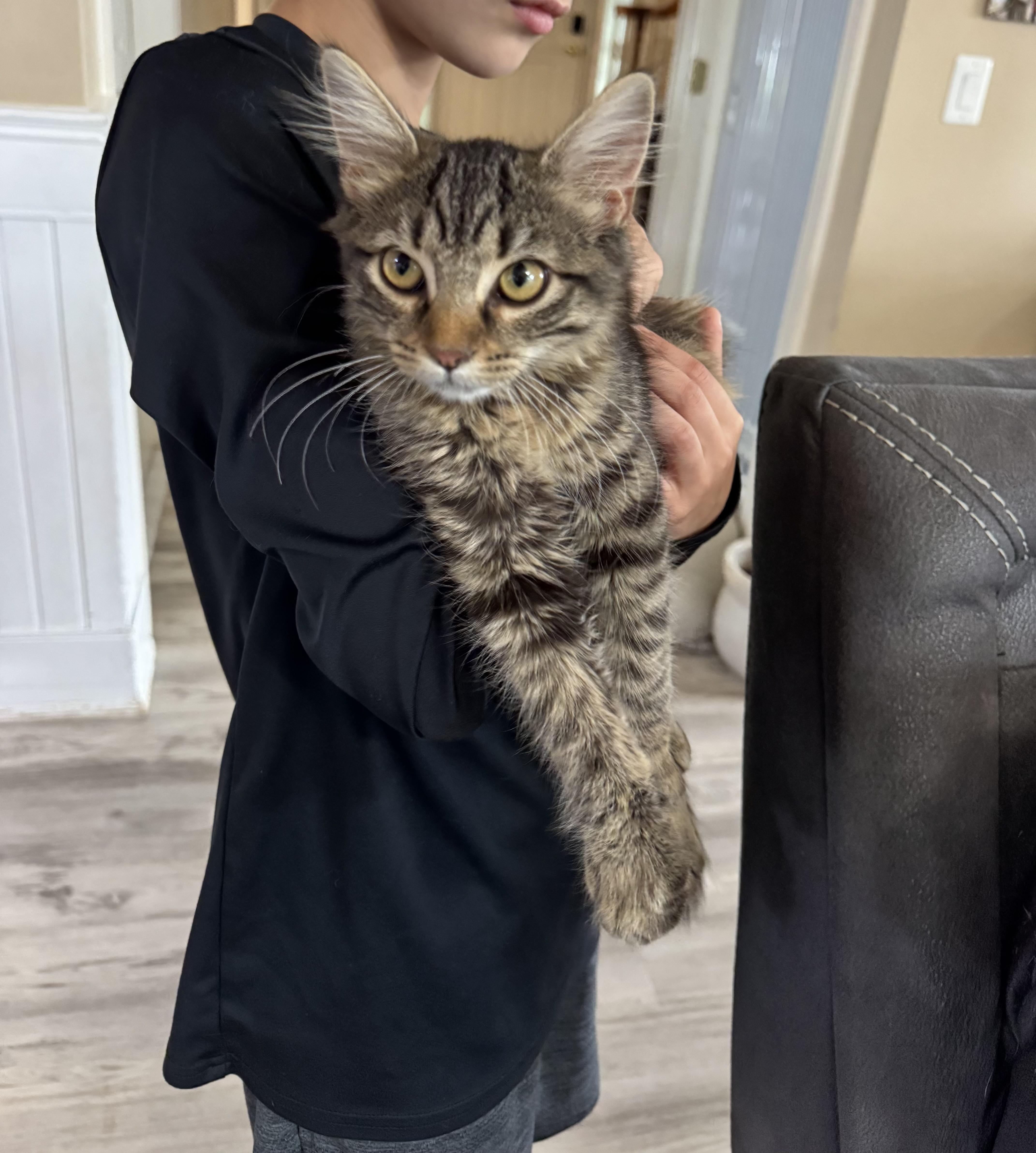 Enlarge Sassy, an adopted Domestic Medium Hair in Gainesville, VA image 2/6