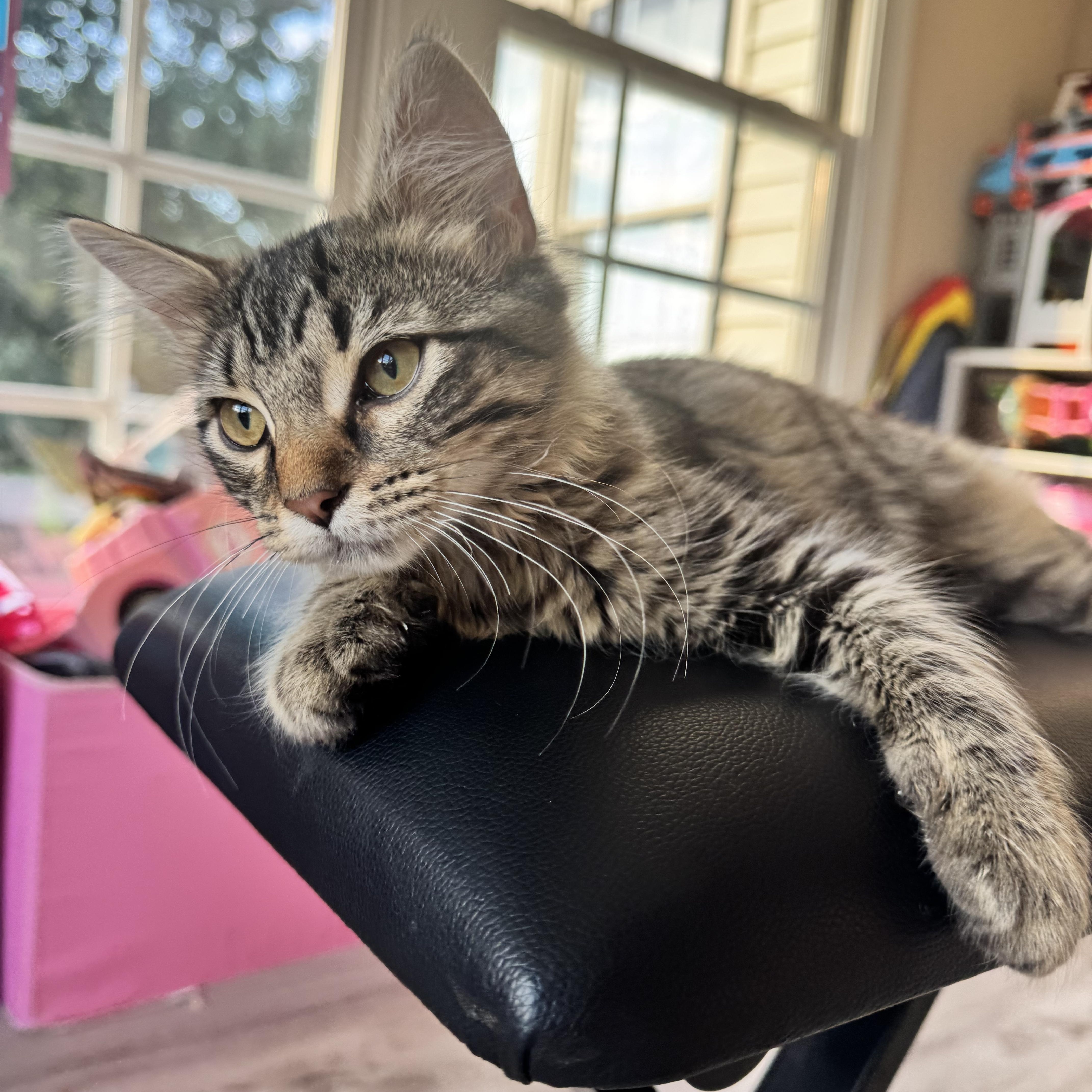 Enlarge Sassy, an adopted Domestic Medium Hair in Gainesville, VA image 5/6