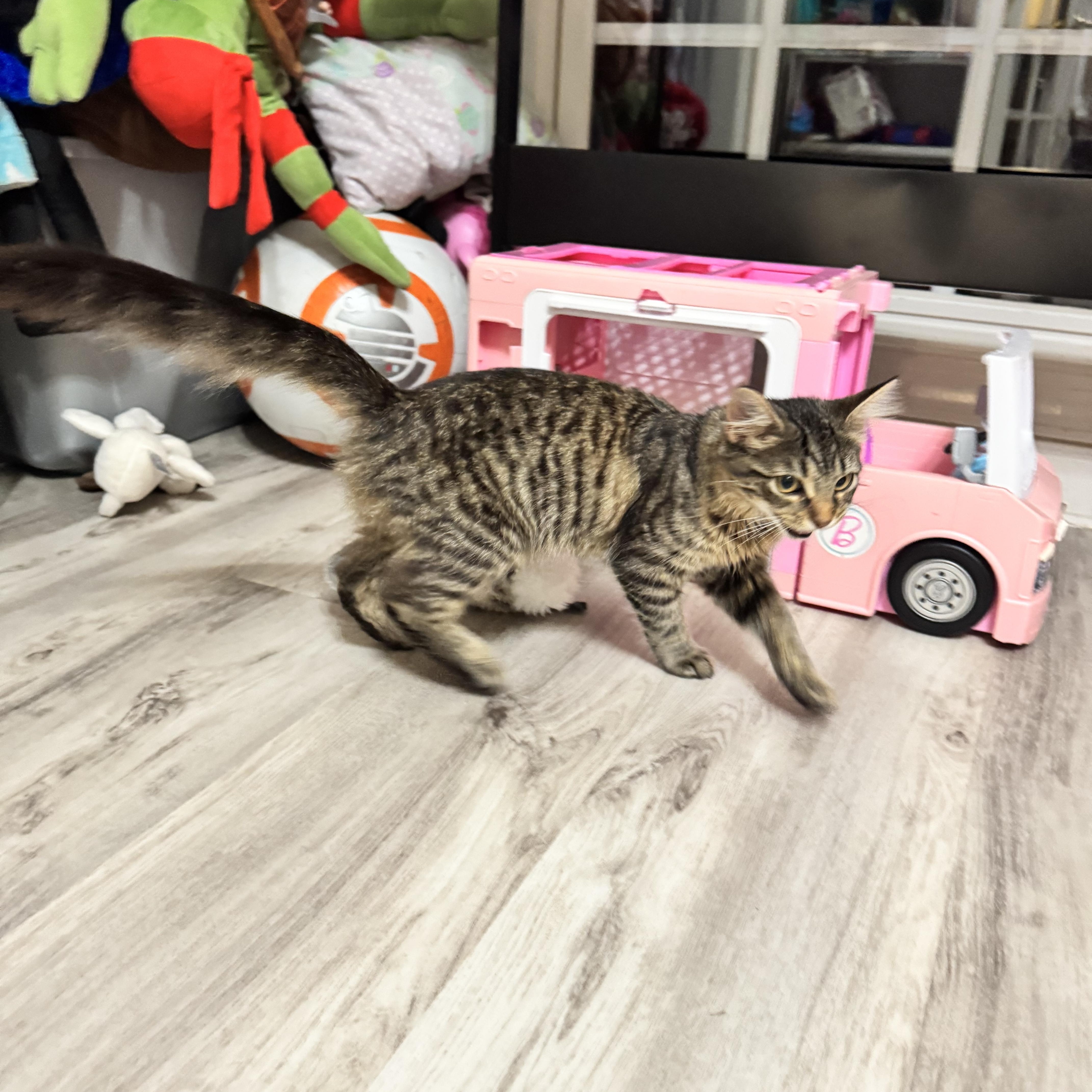 Enlarge Sassy, an adopted Domestic Medium Hair in Gainesville, VA image 4/6