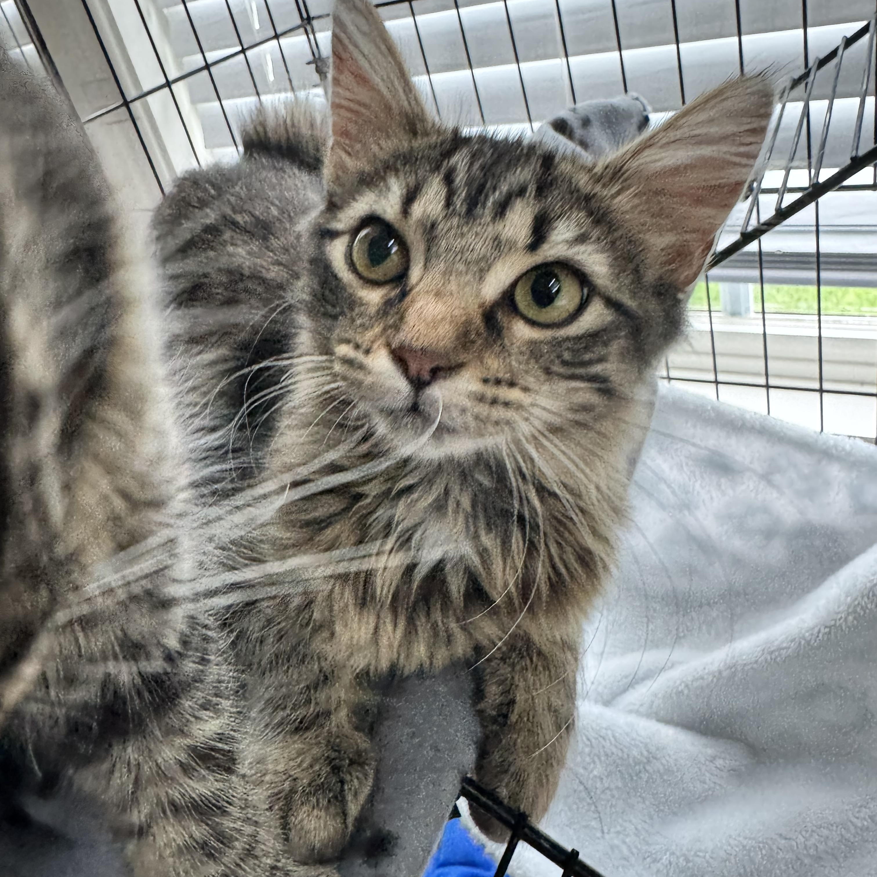 Enlarge Sassy, an adopted Domestic Medium Hair in Gainesville, VA image 3/6