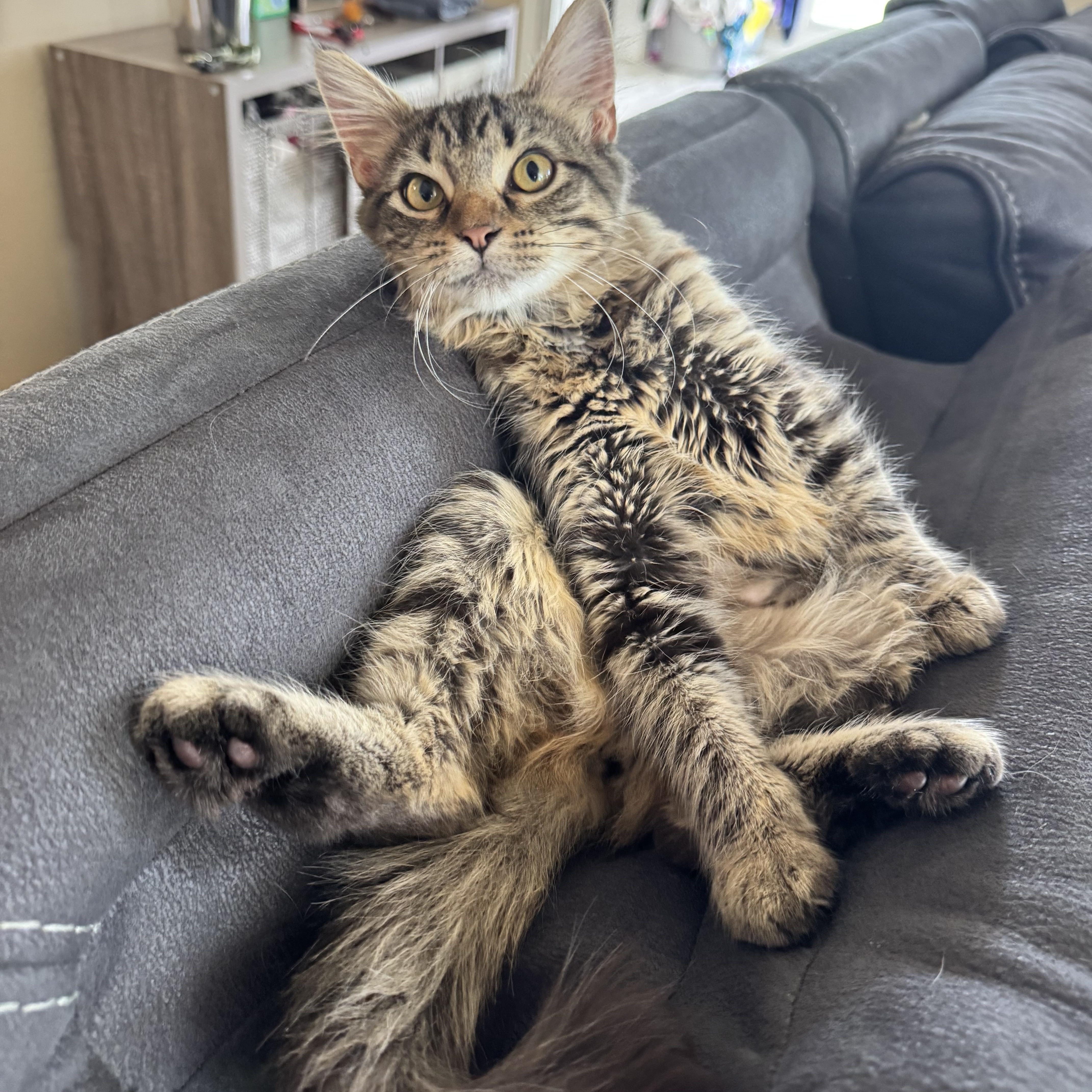 Enlarge Sassy, an adopted Domestic Medium Hair in Gainesville, VA image 6/6