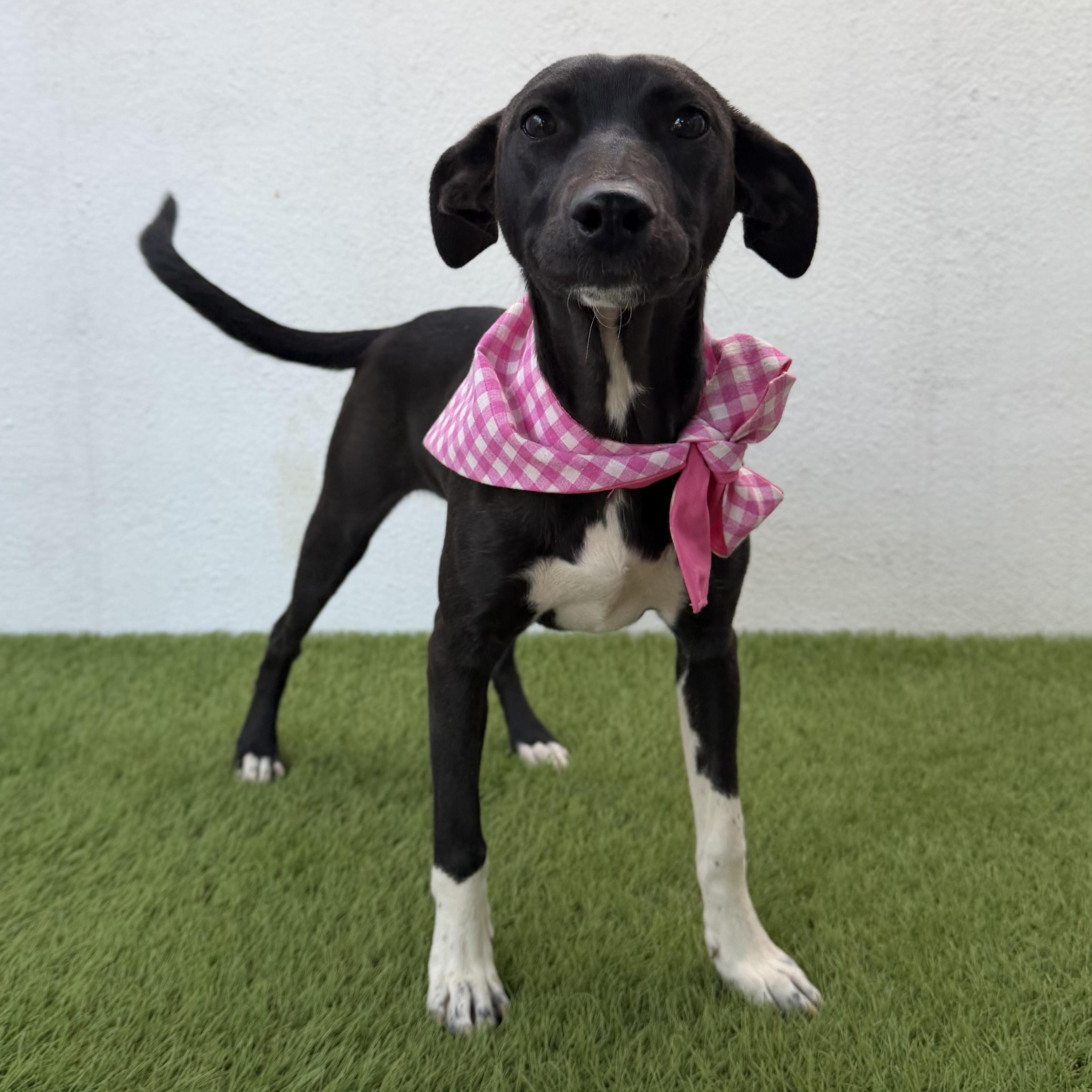 IRENE, an adopted mixed breed in La Jolla, CA image 3/6