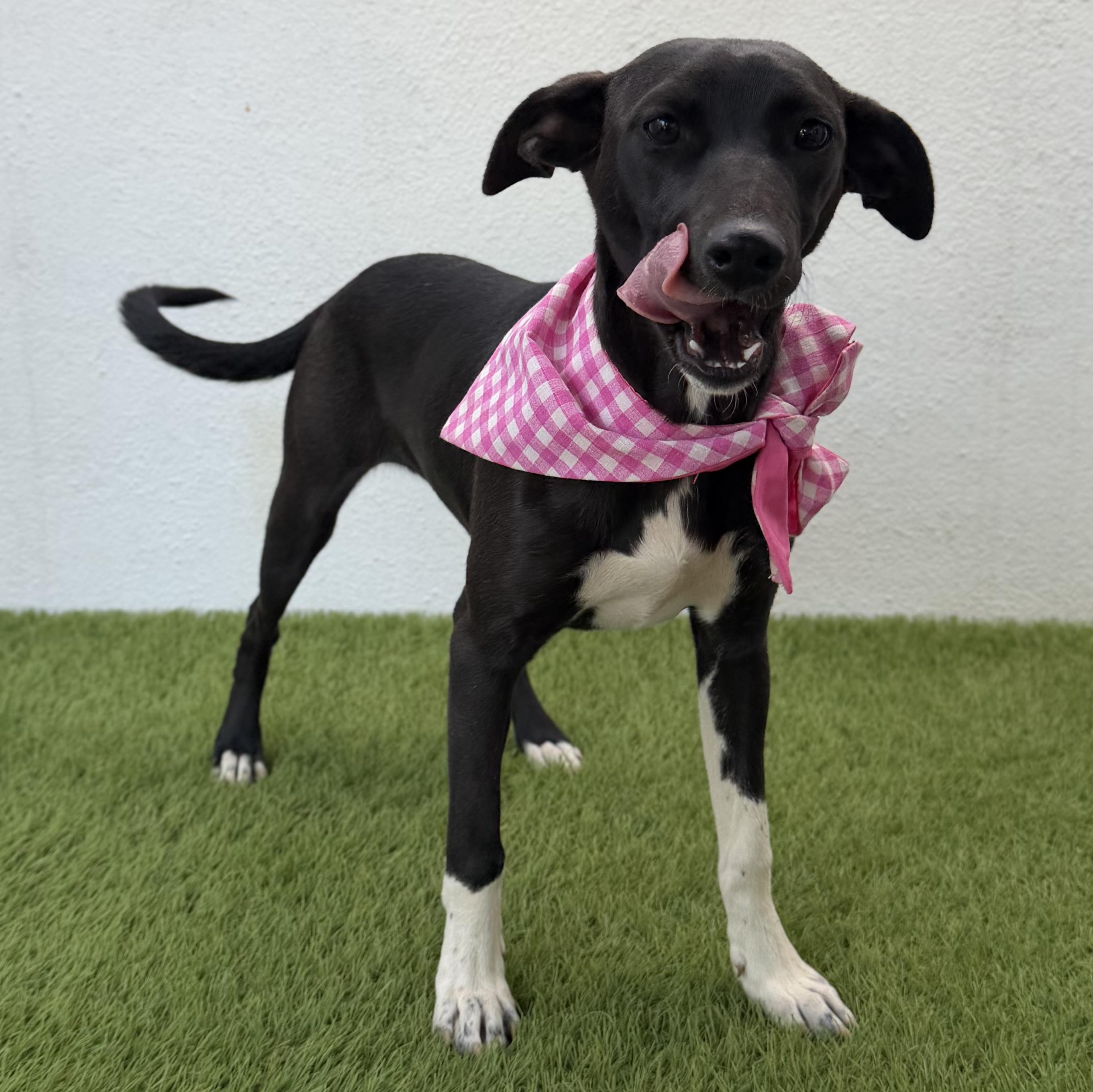 IRENE, an adopted mixed breed in La Jolla, CA image 2/6