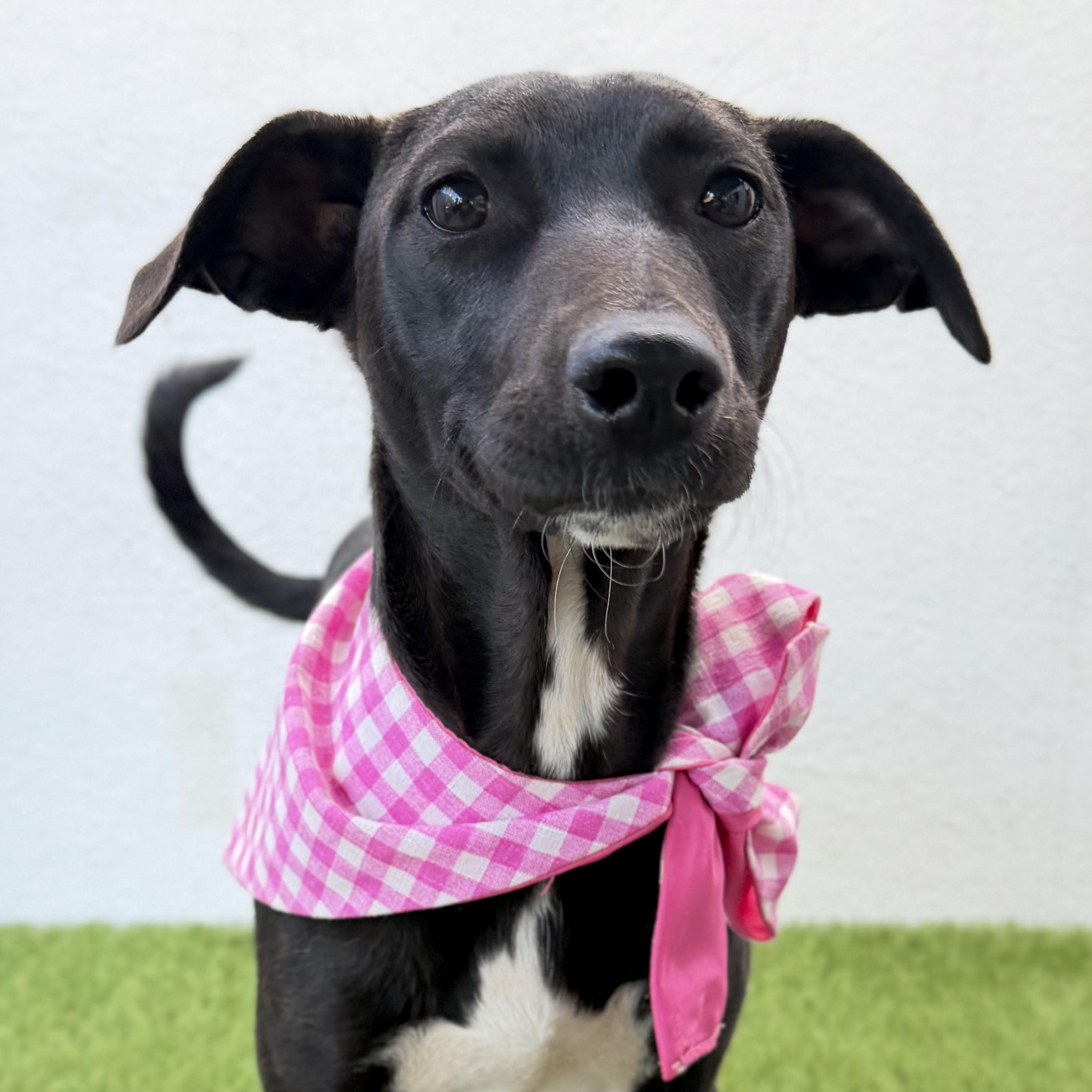 IRENE, adopted, Puppy Female Labrador Retriever & German Shorthaired Pointer.