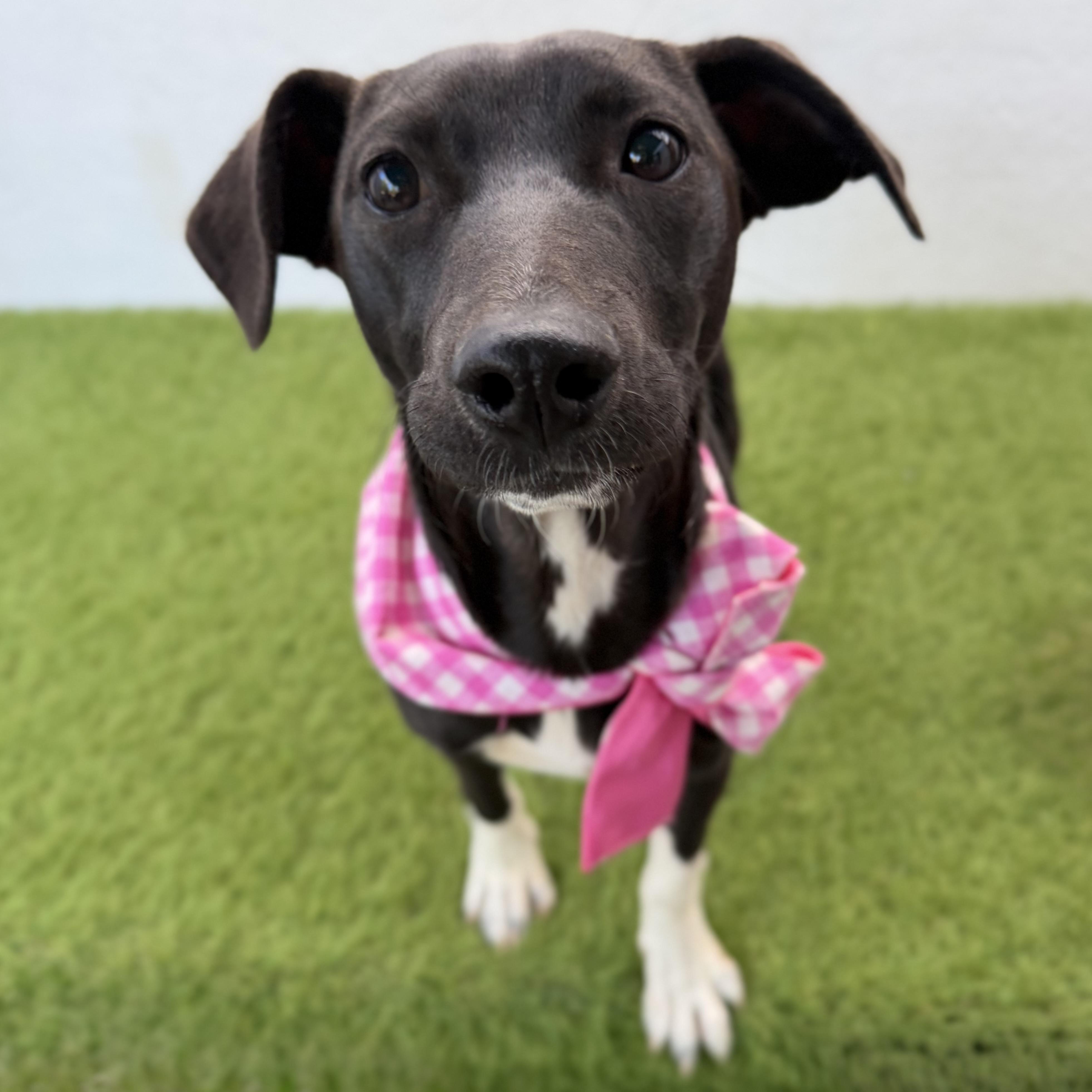 IRENE, an adopted mixed breed in La Jolla, CA image 4/6