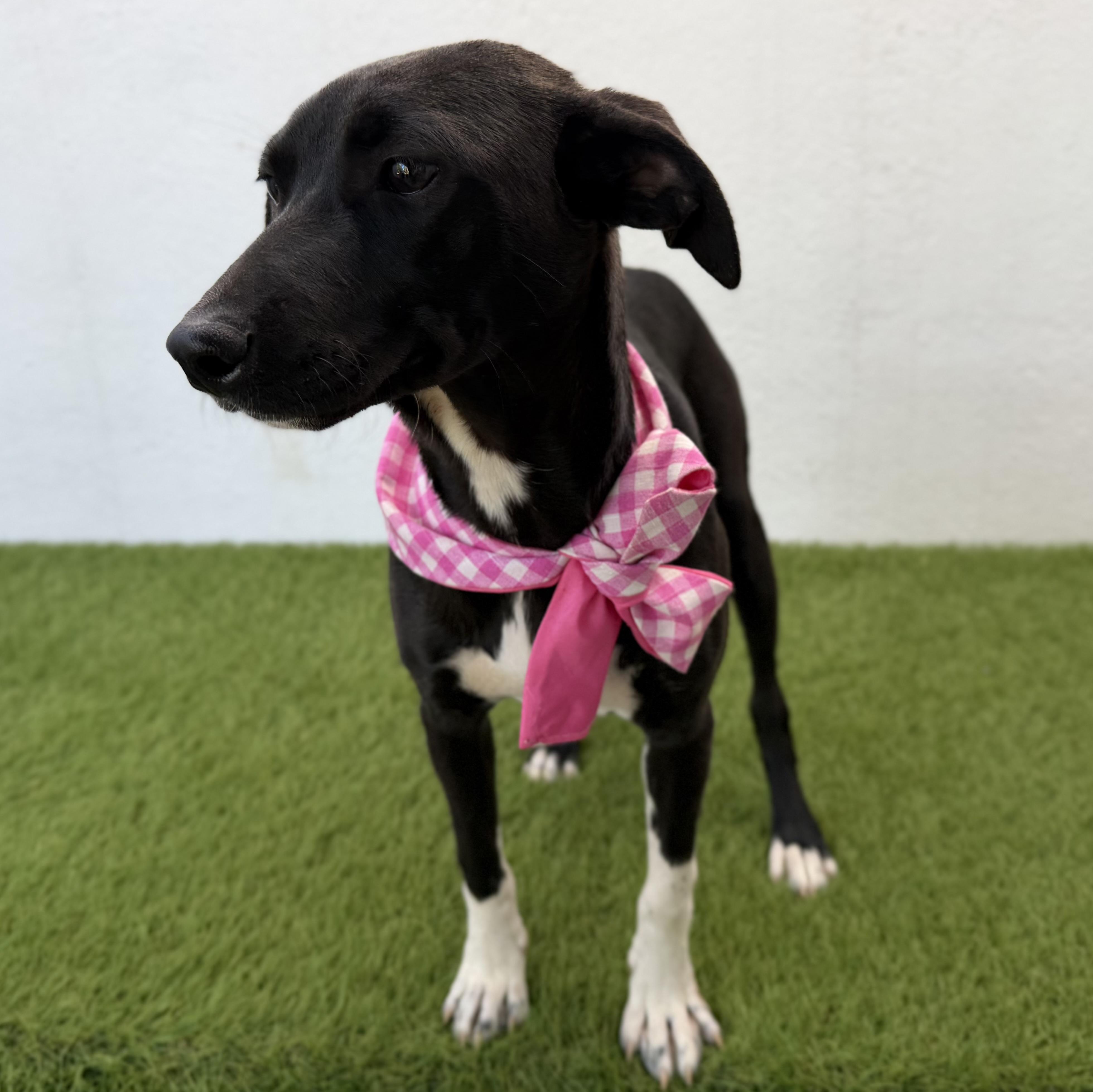 IRENE, an adopted mixed breed in La Jolla, CA image 5/6