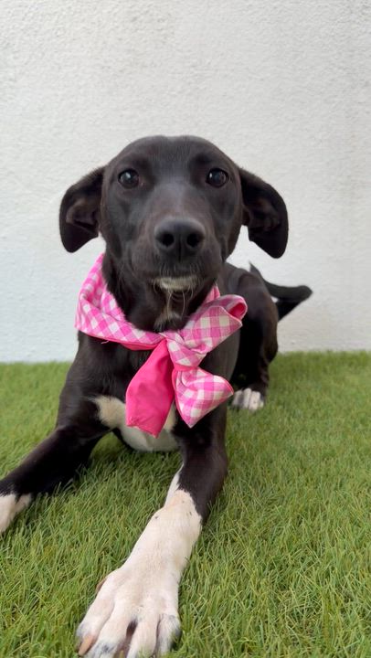 Enlarge IRENE, an adopted mixed breed in La Jolla, CA video 6/6