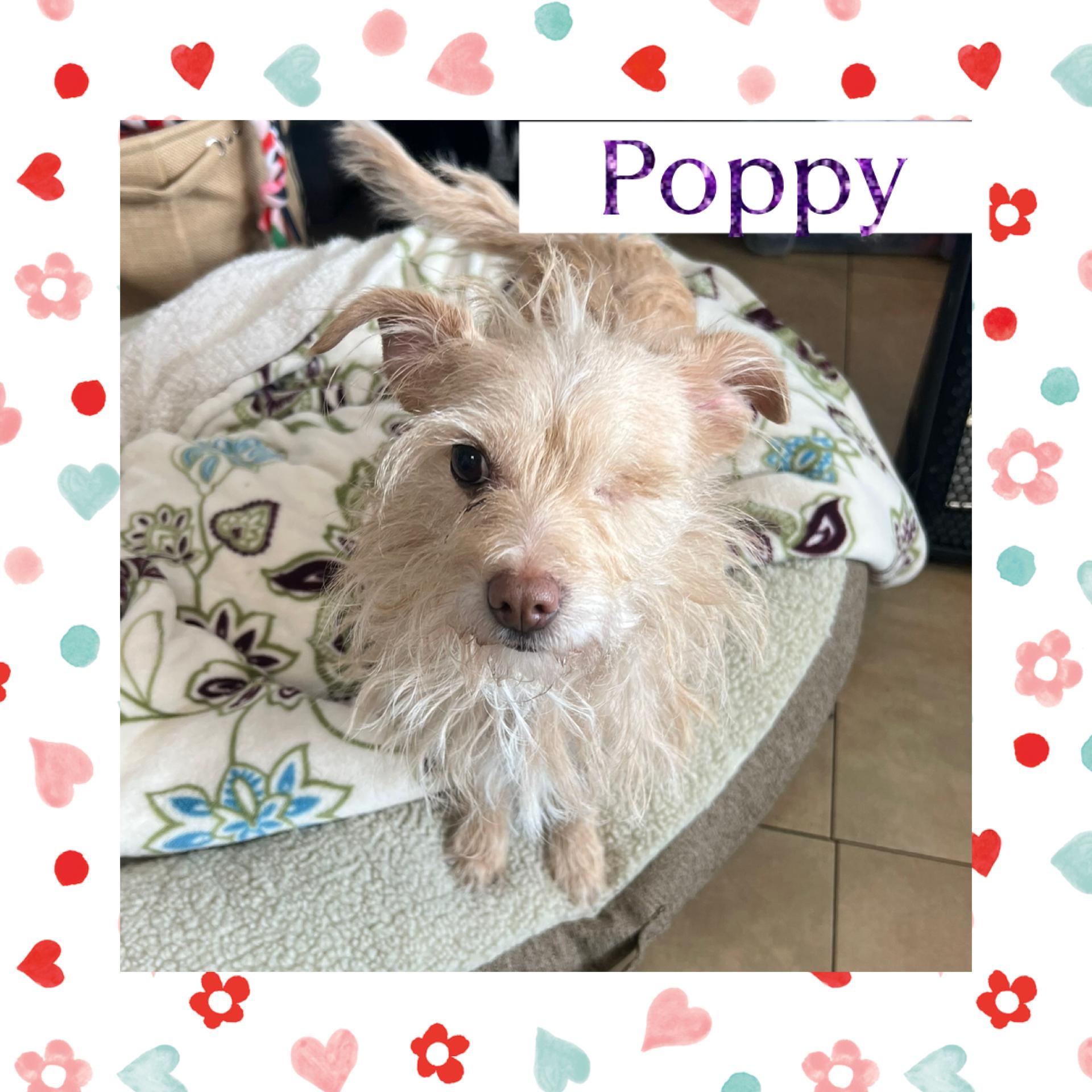 Poppy, ADOPTABLE, Young Female Chiweenie & West Highland White Terrier / Westie.