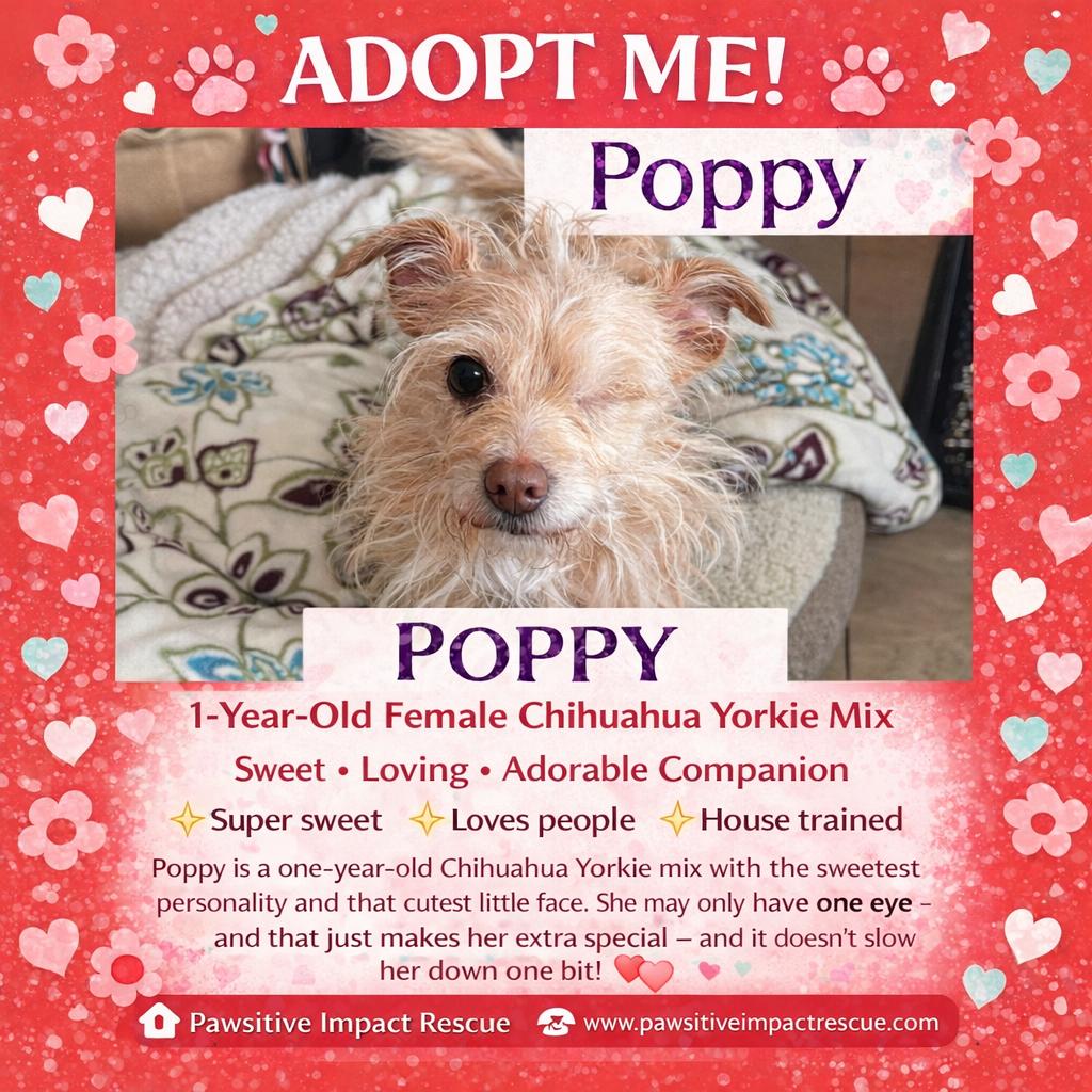 Poppy, a ADOPTABLE mixed breed in Joliet, IL image 2/2