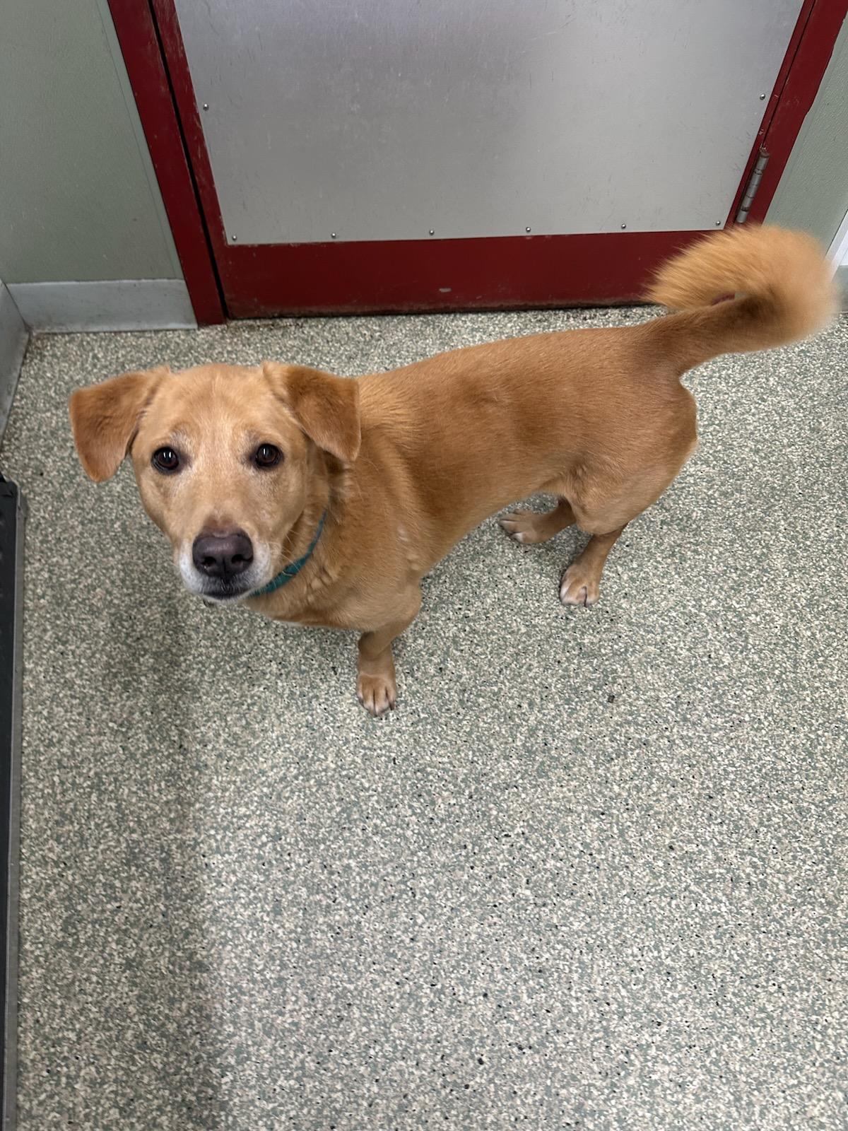 Tucker, ADOPTABLE, Senior Male Labrador Retriever & Mixed Breed.