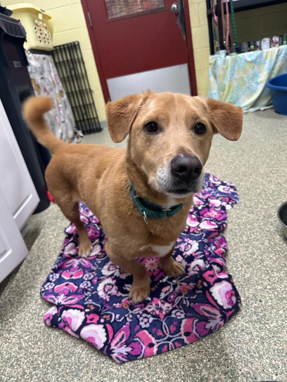 Tucker, a ADOPTABLE mixed breed in Warwick, RI image 2/2