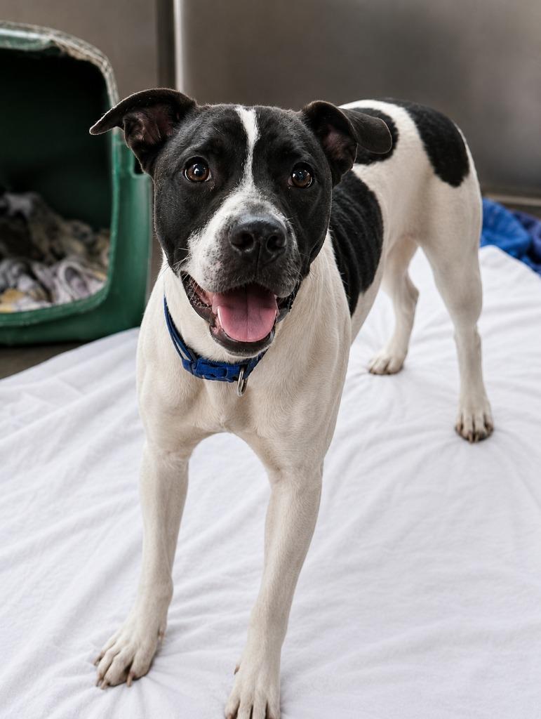 Enlarge Princess, a Adoptable mixed breed in Saint Clairsville, OH image 1/2