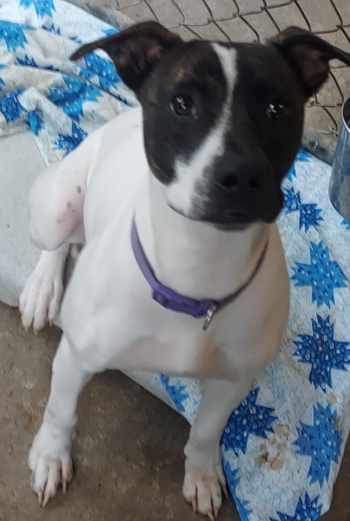 Enlarge Princess, a Adoptable mixed breed in Saint Clairsville, OH image 2/2