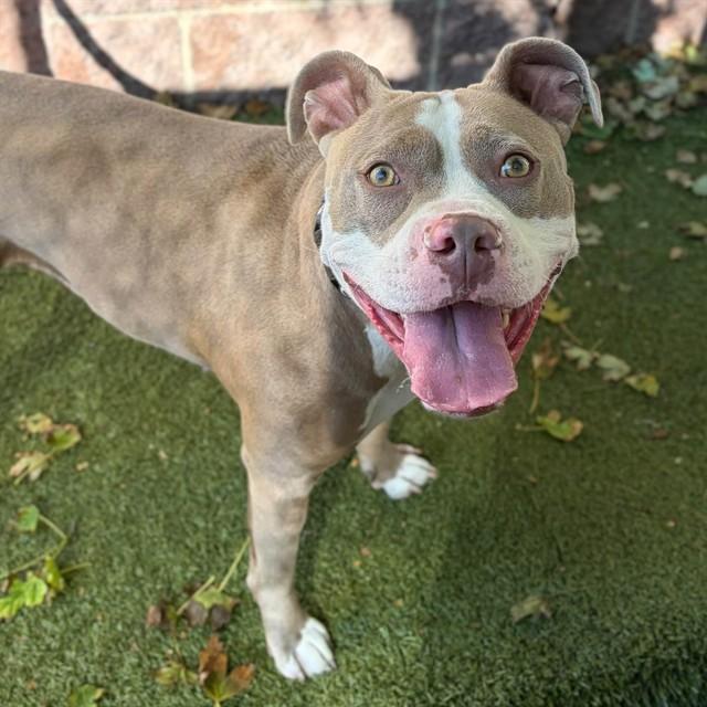 Enlarge BABY, a Adoptable Pit Bull Terrier in Minneapolis, MN image 1/1