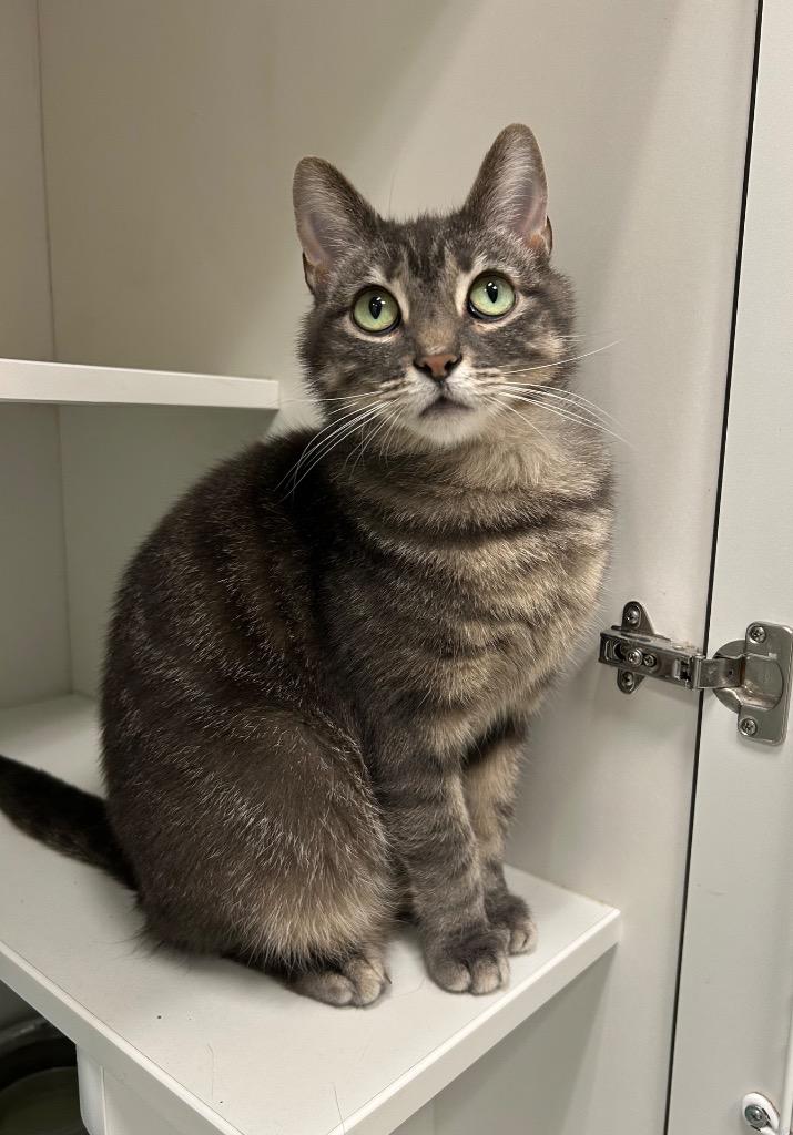 Enlarge Nessie, a Adoptable Domestic Short Hair in Frankfort, KY image 1/1